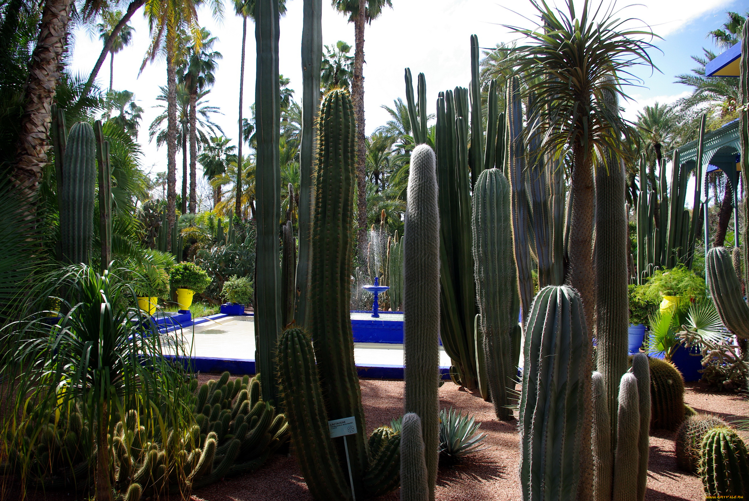 morocco, marrakech, jardin, majorelle, природа, парк, сад, кактусы
