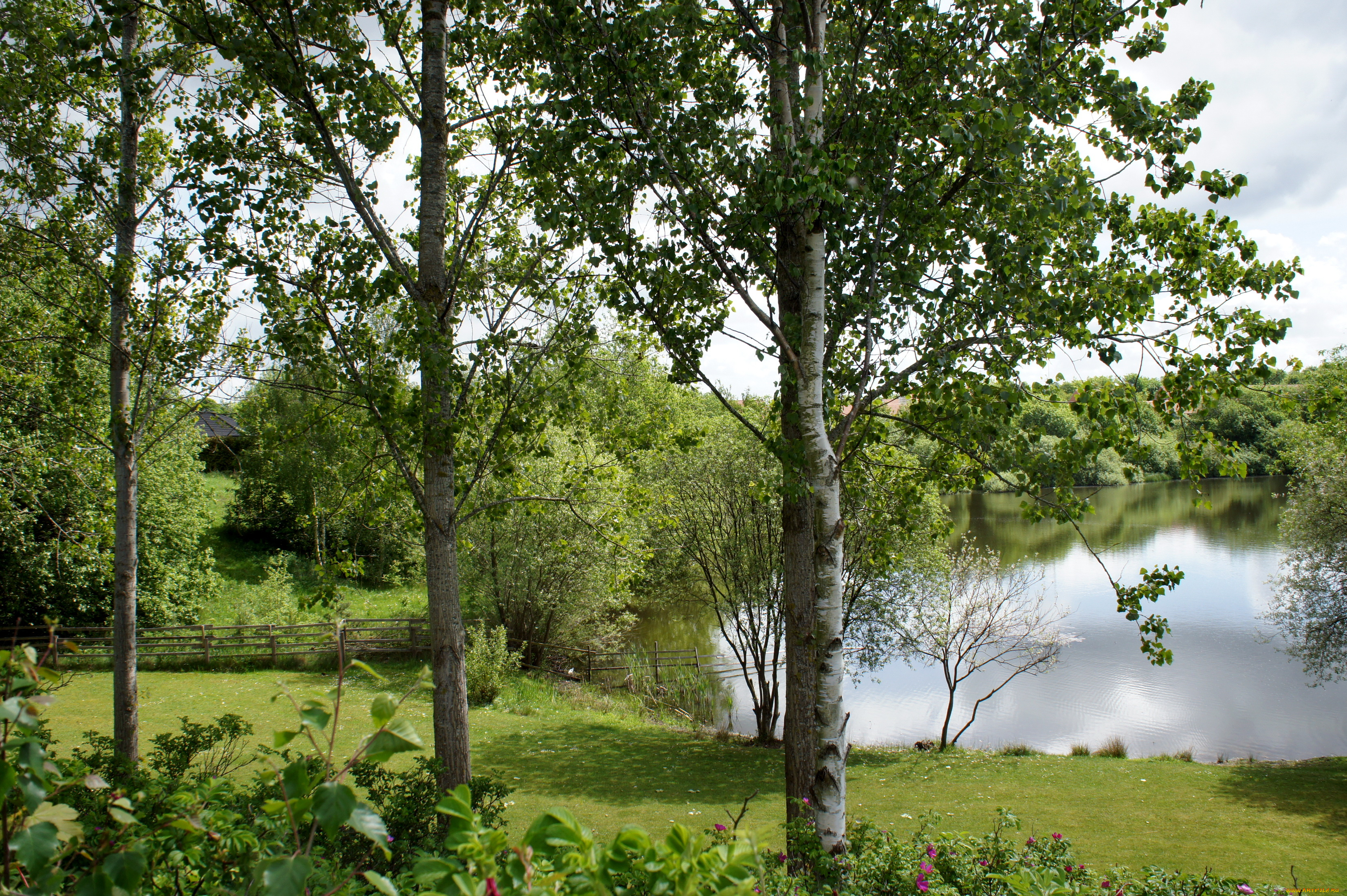 дания, rоdekro, природа, реки, озера, растения, озеро