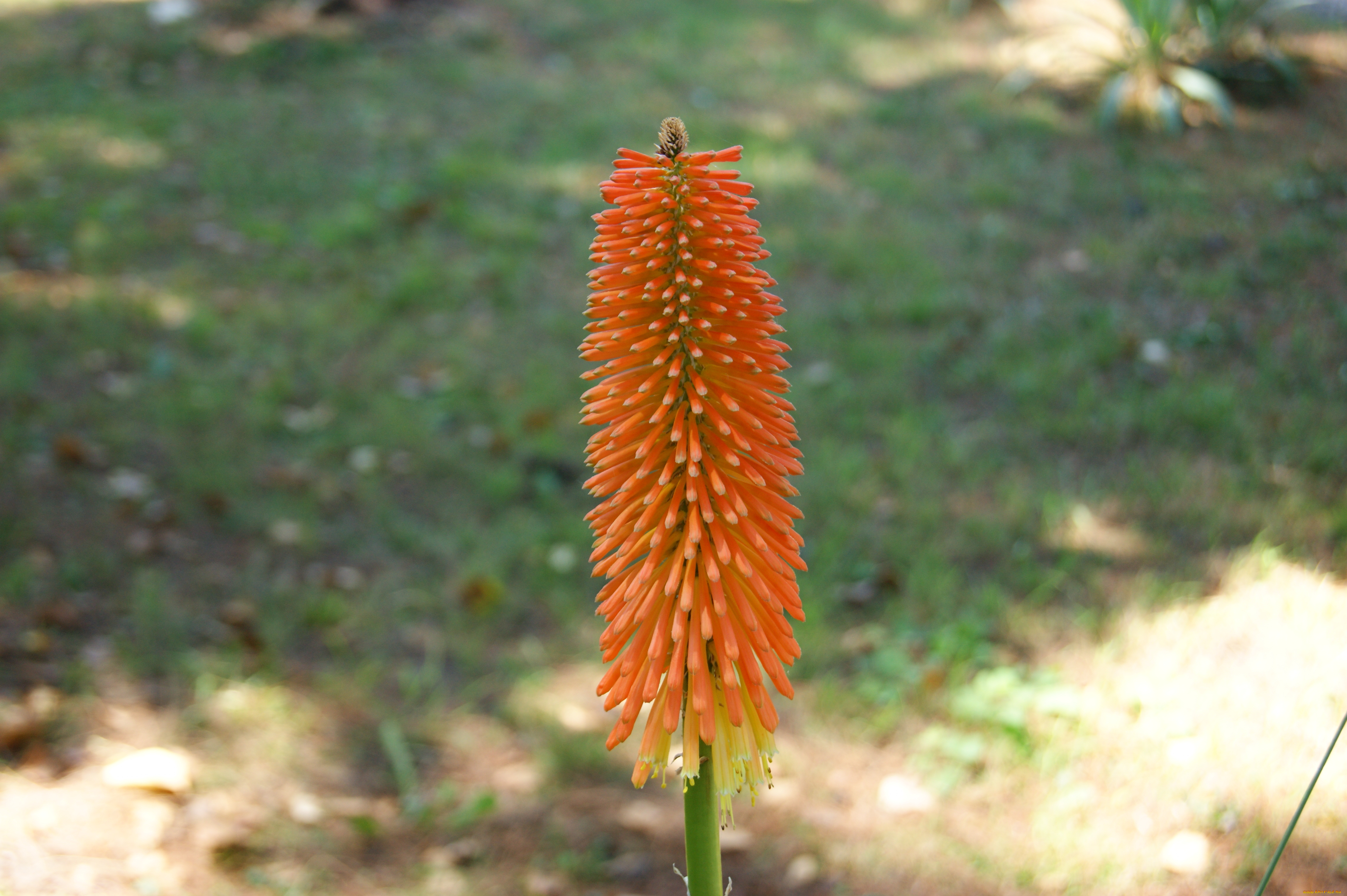 цветы, серо-зеленый, фон, цветок