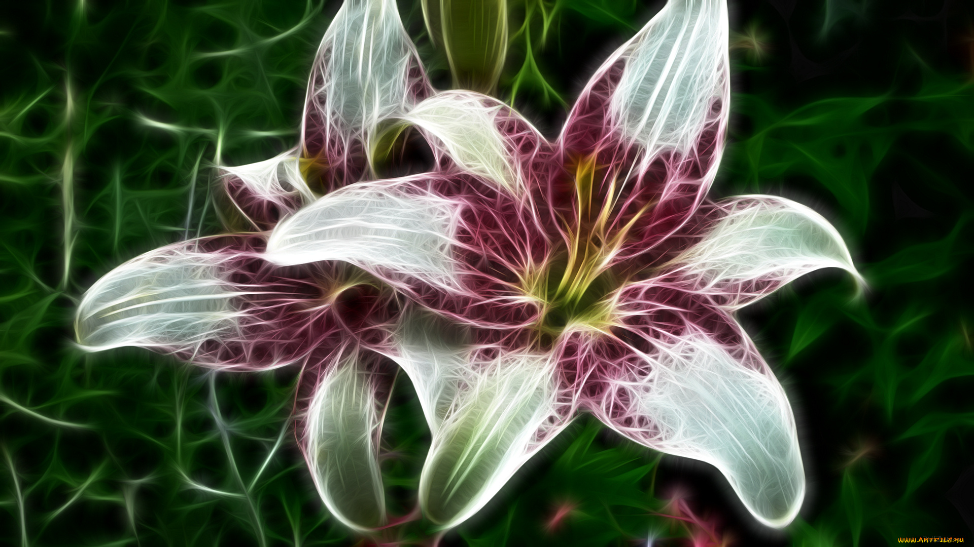 3д, графика, flowers, цветы, лепестки