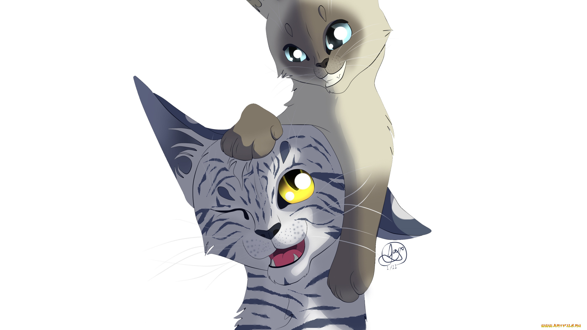 рисованные, животные, , коты, белый, фон