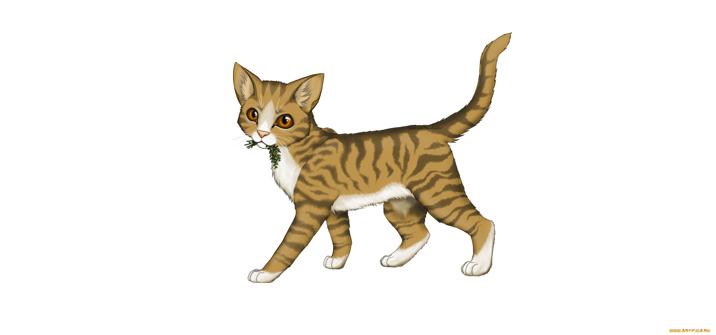 рисованные, животные, , коты, животное, белый, фон