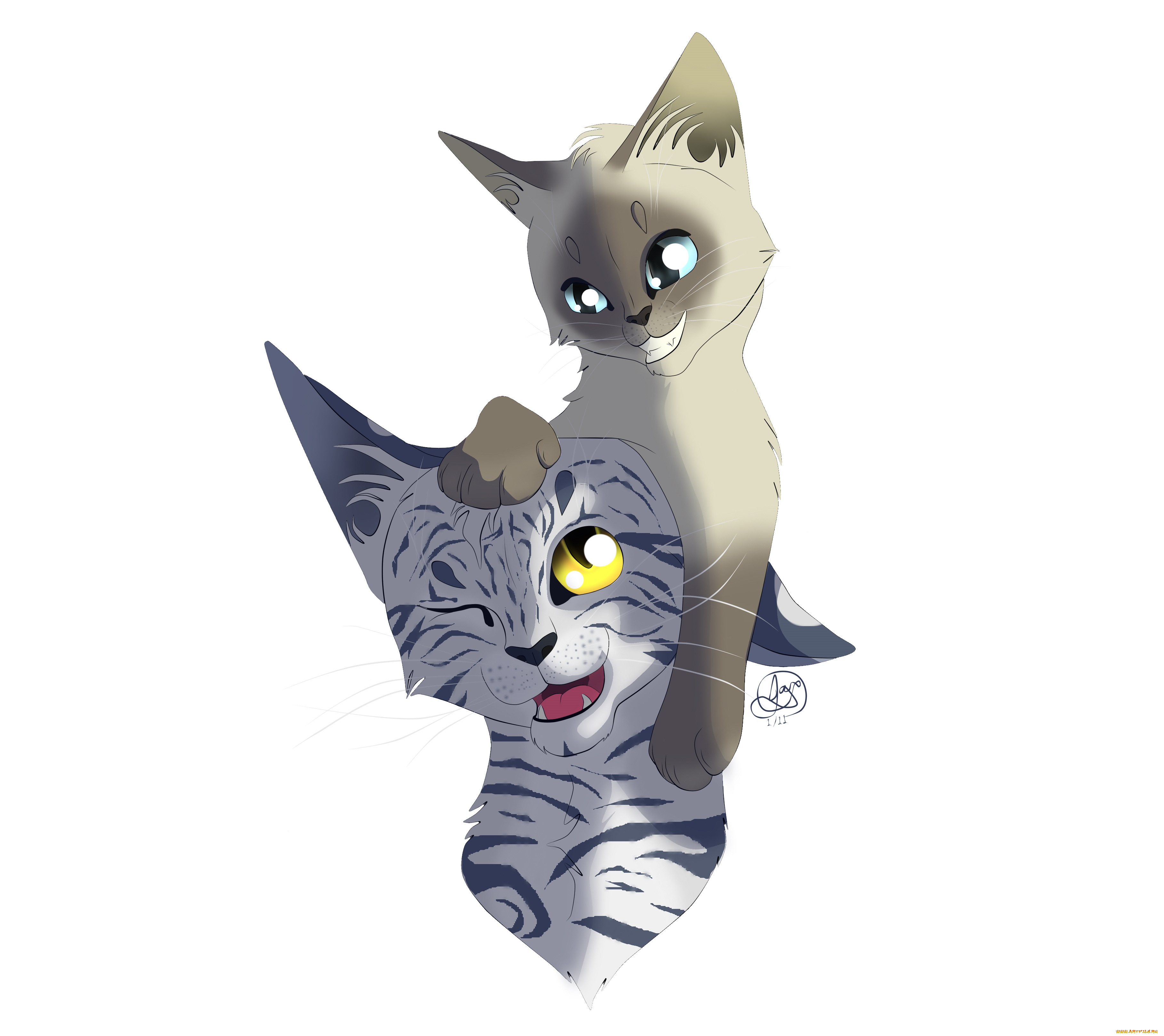 рисованные, животные, , коты, белый, фон