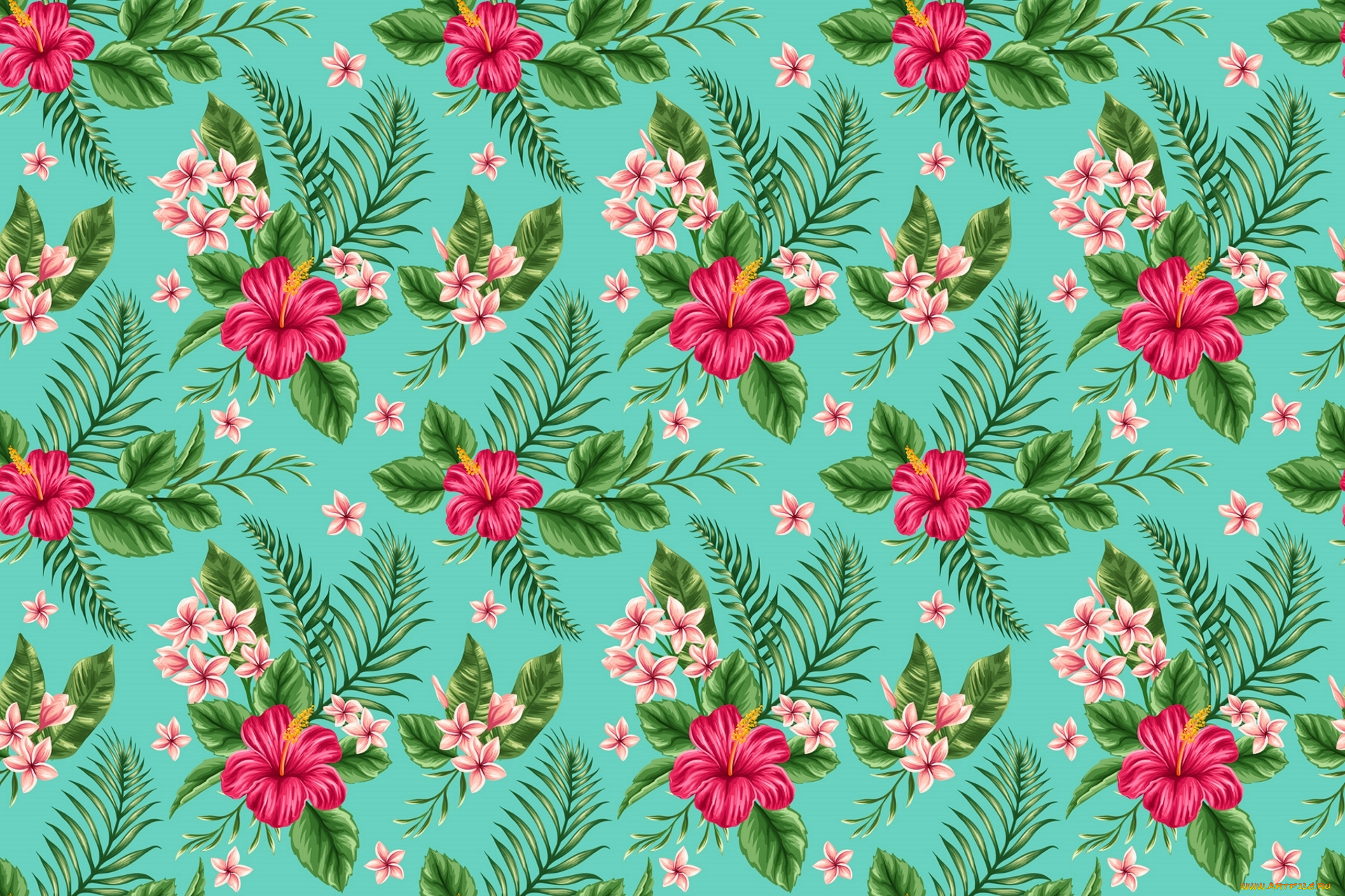 векторная, графика, цветы, , flowers, гибискус, плюмерия, тропики, цветы