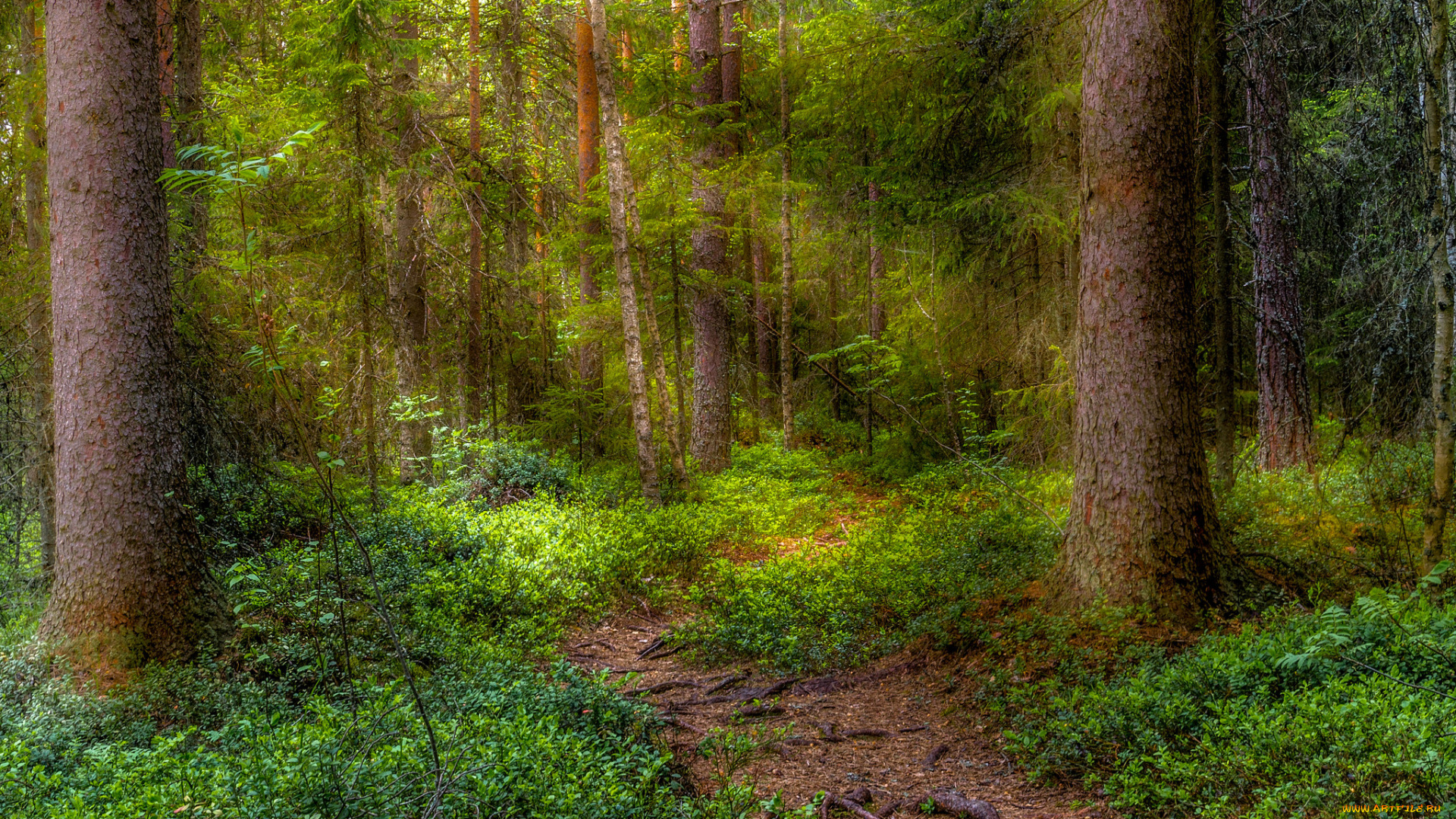 природа, лес, деревья