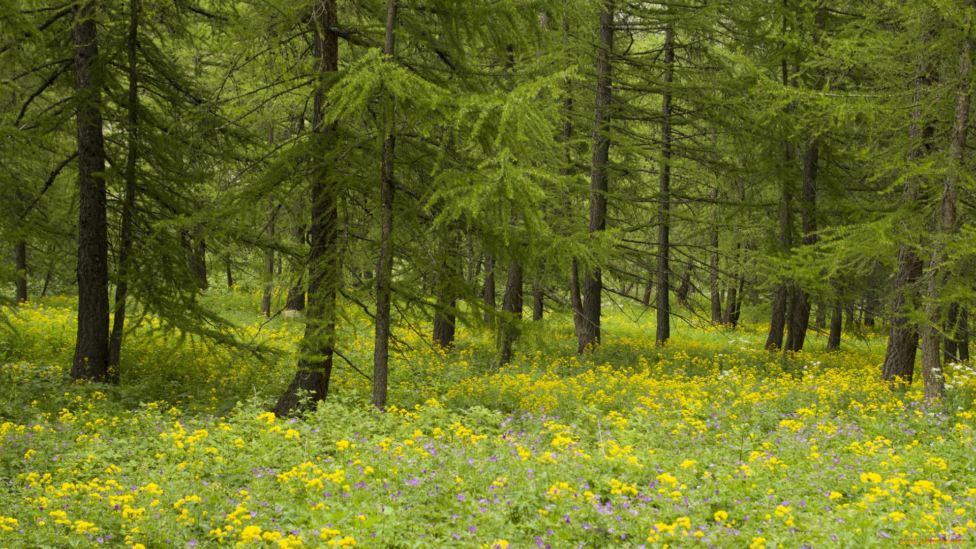 природа, лес, деревья