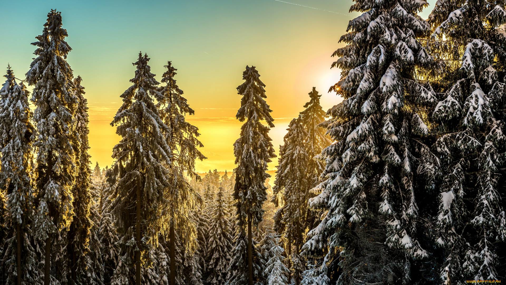 природа, лес, деревья