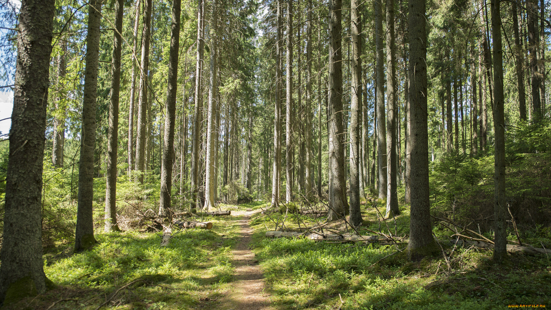 природа, лес, деревья