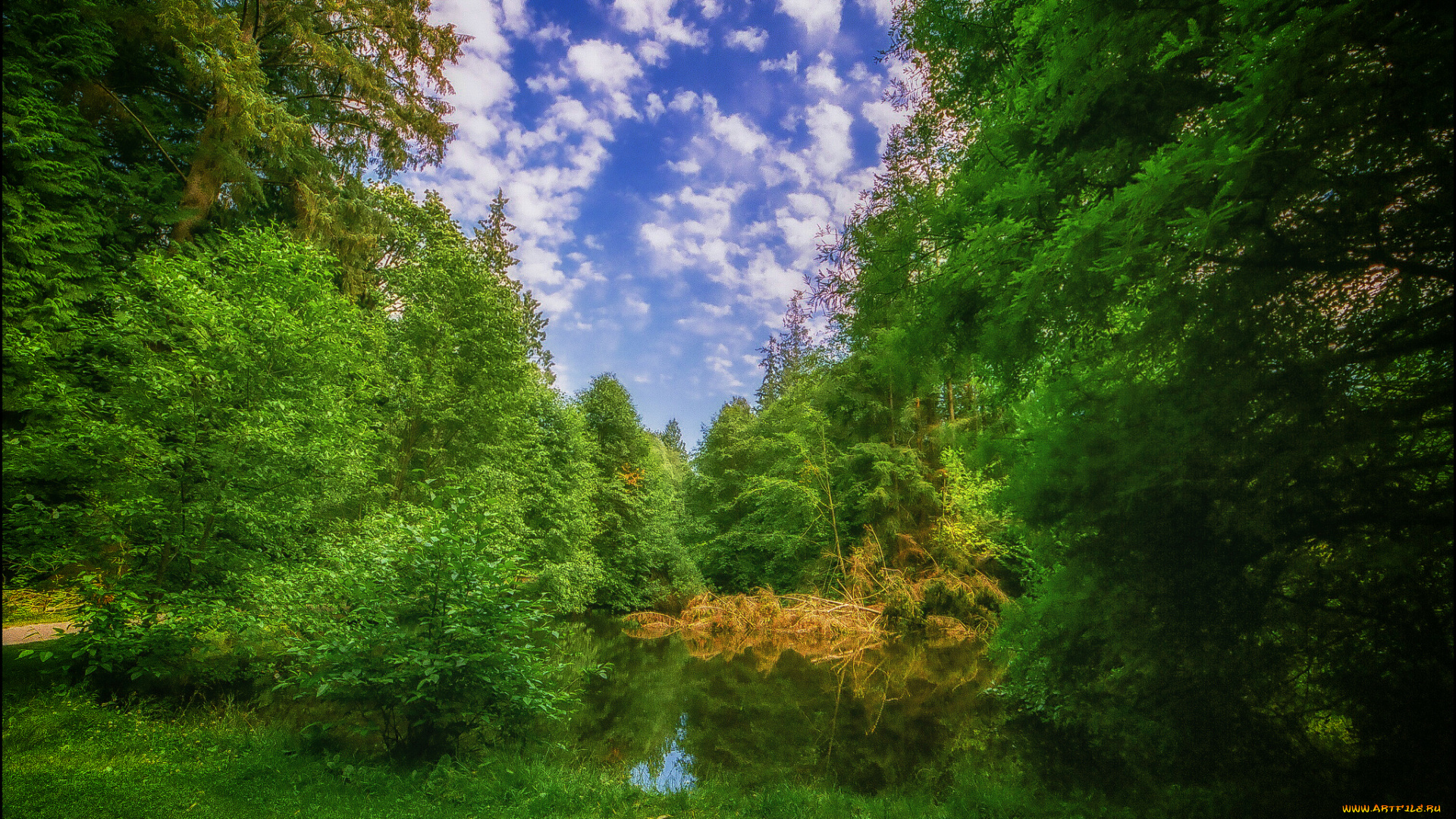 природа, лес, деревья