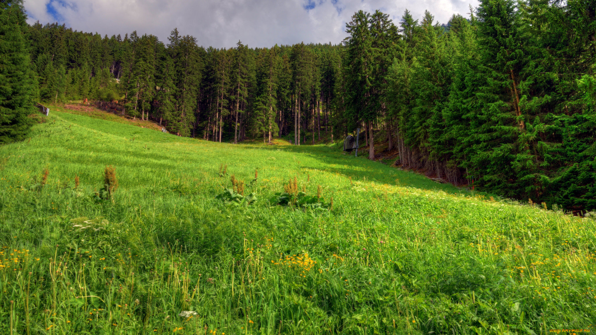 природа, лес, деревья