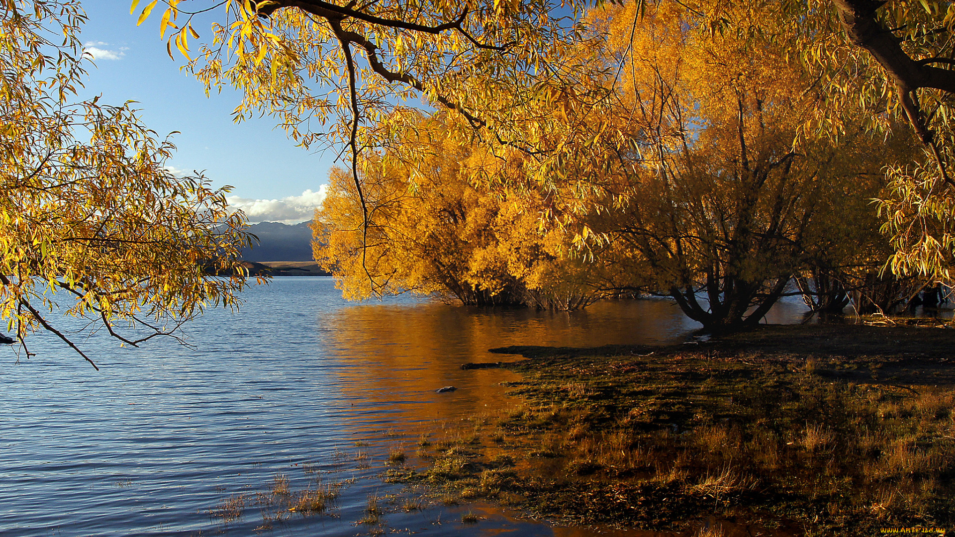 природа, реки, озера, лес, река