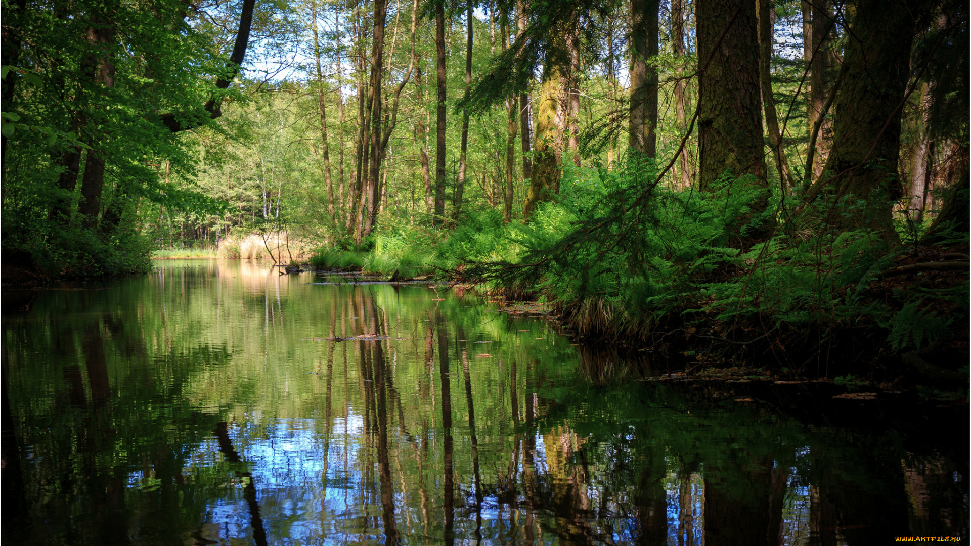 природа, реки, озера, лес, река