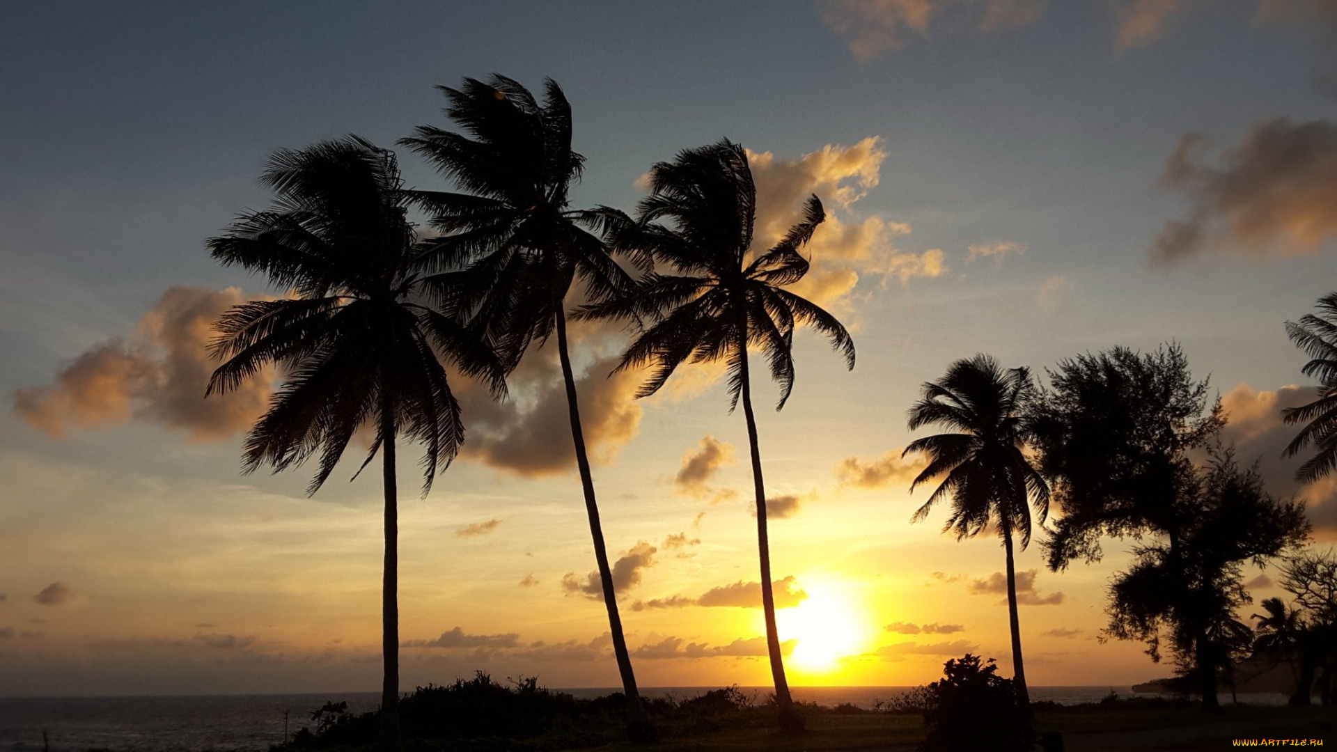 природа, тропики, океан, берег