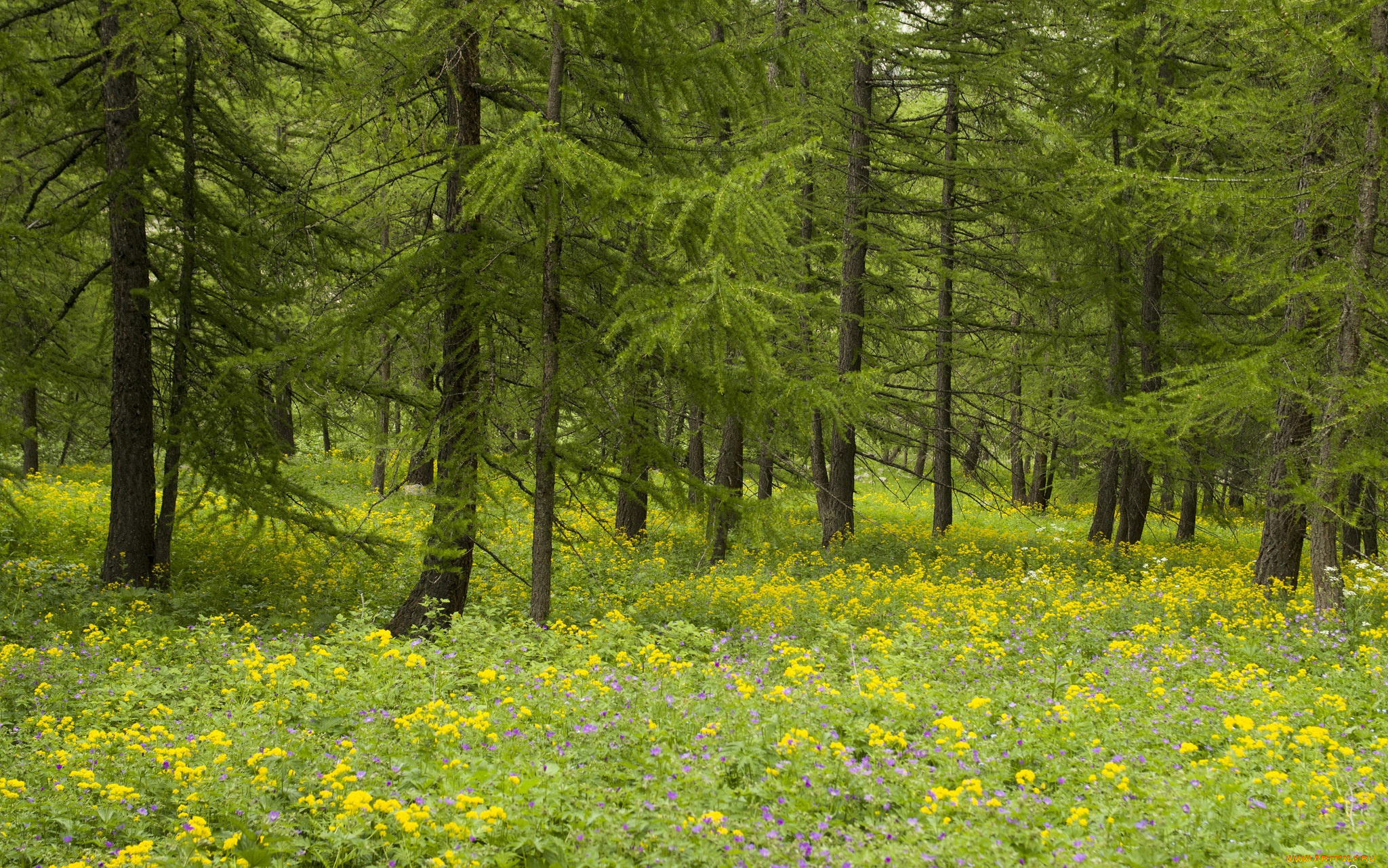 природа, лес, деревья