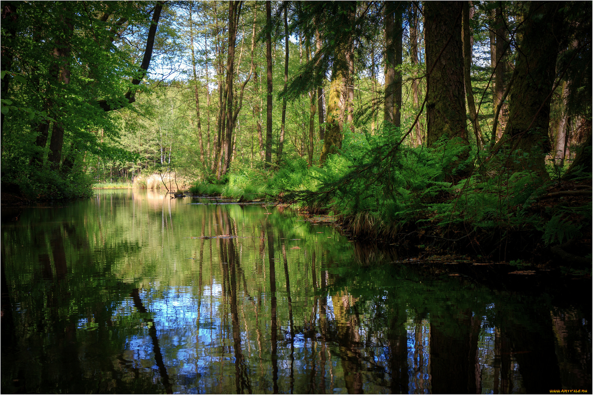 природа, реки, озера, лес, река