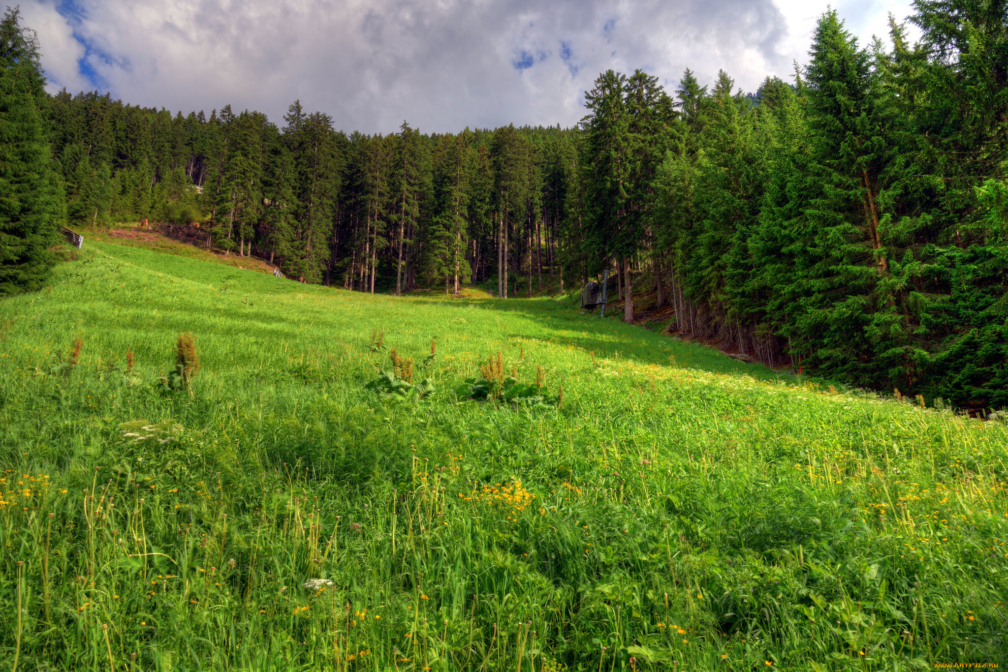 природа, лес, деревья