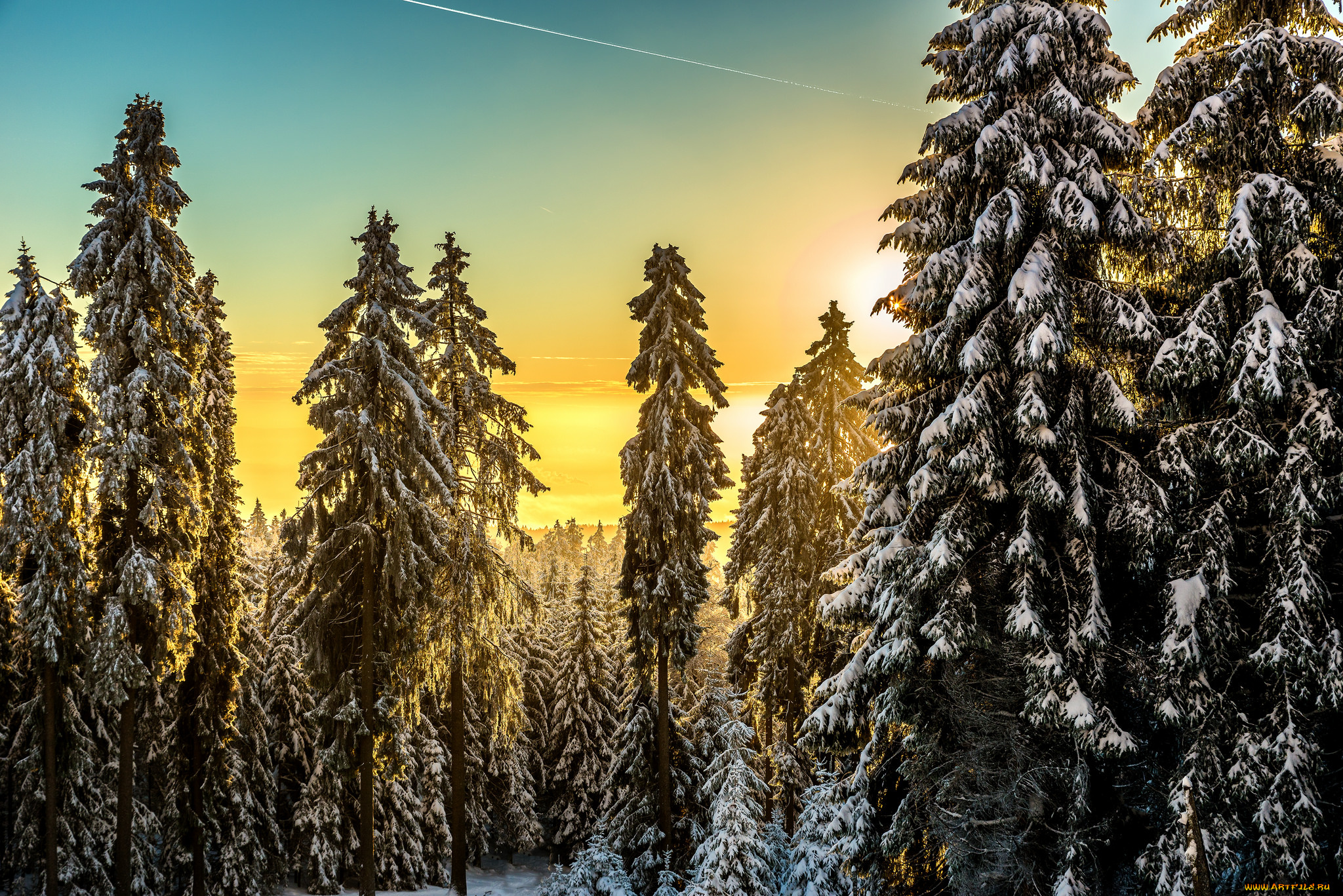 природа, лес, деревья