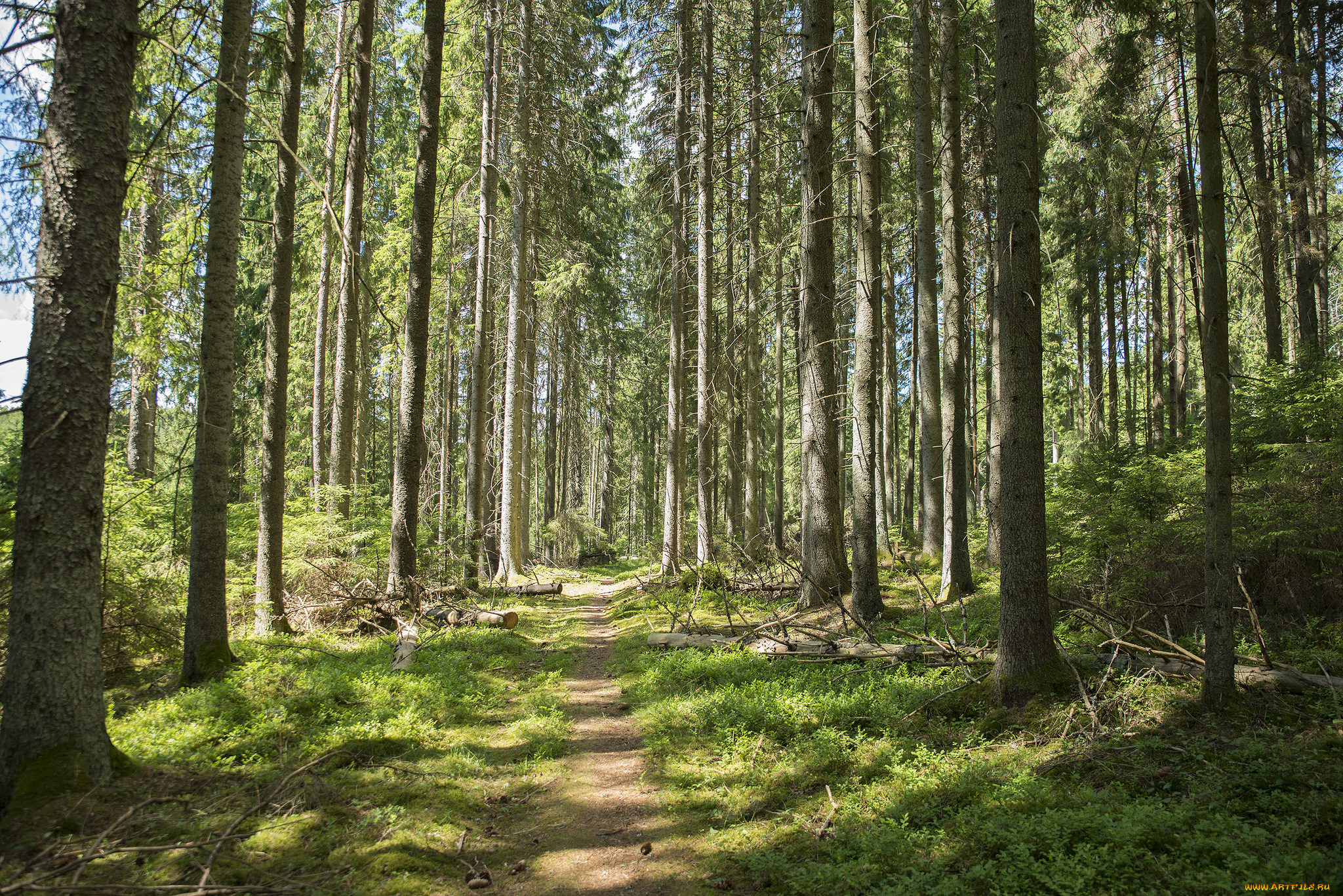 природа, лес, деревья