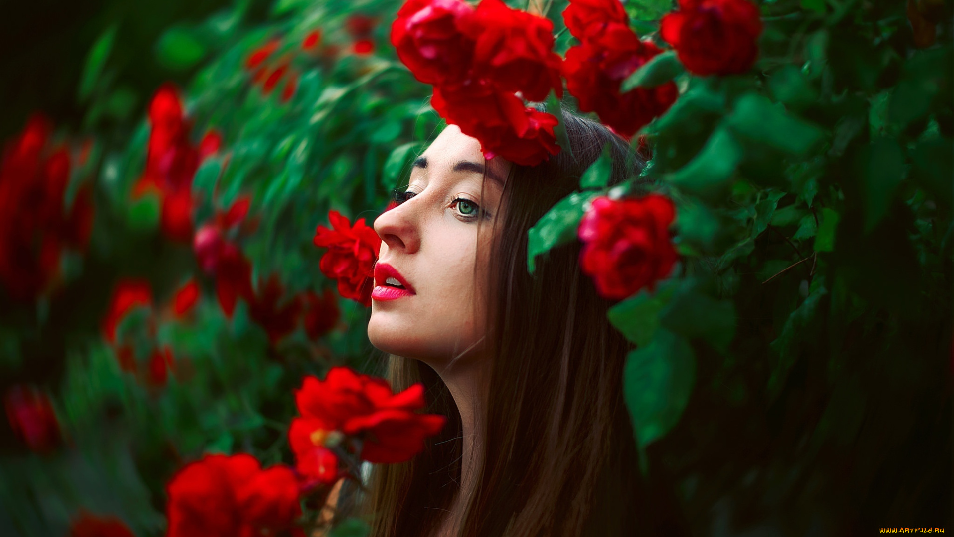 девушки, -unsort, , лица, , портреты, девушка, кусты, цветы, розы, шатенка, макияж, лето, профиль