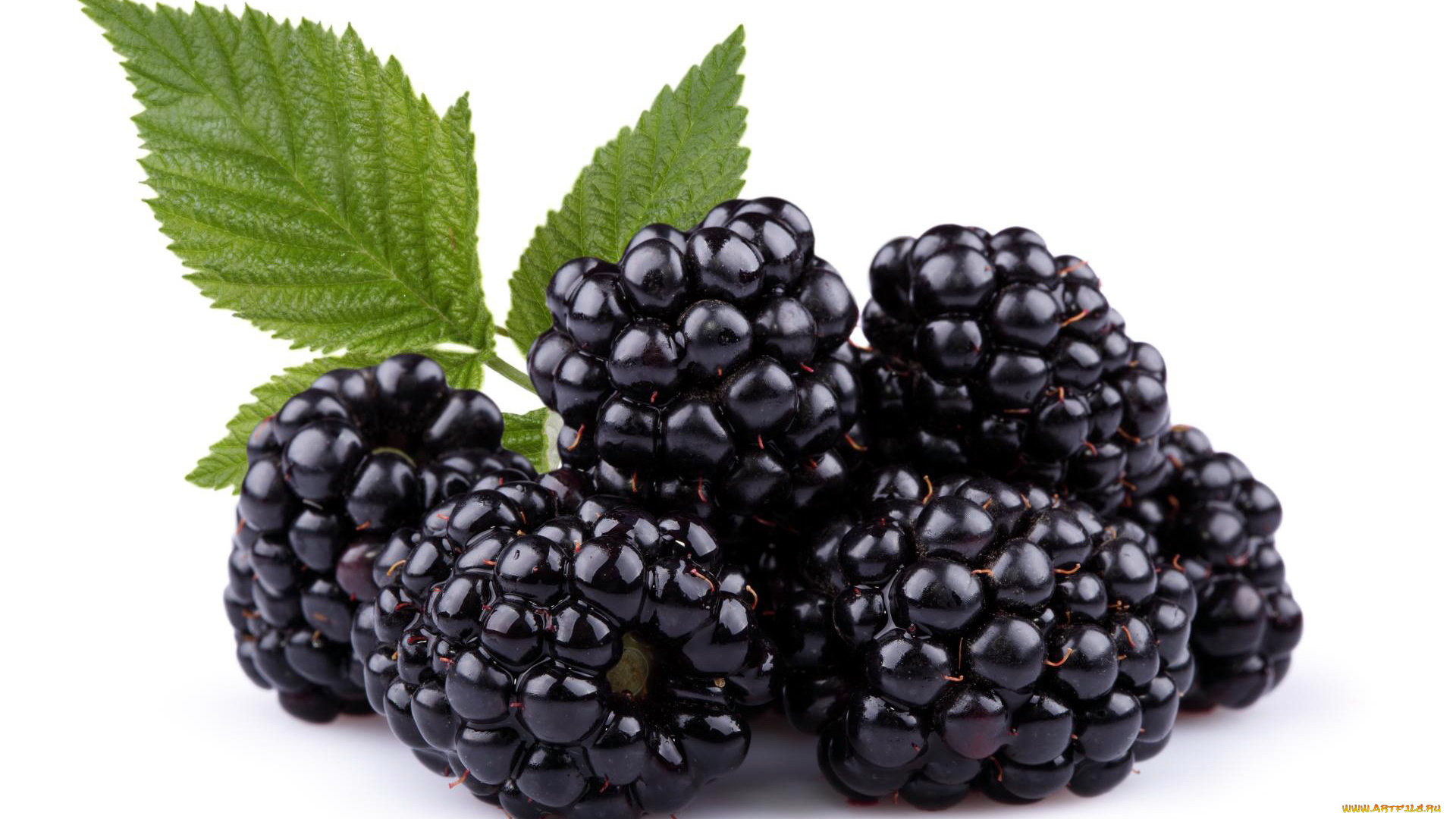 еда, ежевика, ягоды, макро