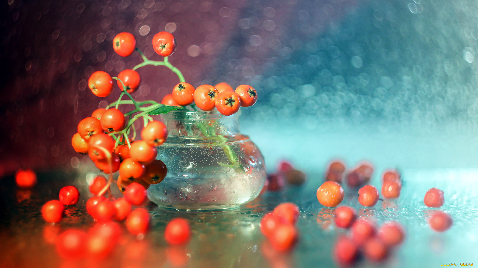 еда, рябина, ягоды, боке