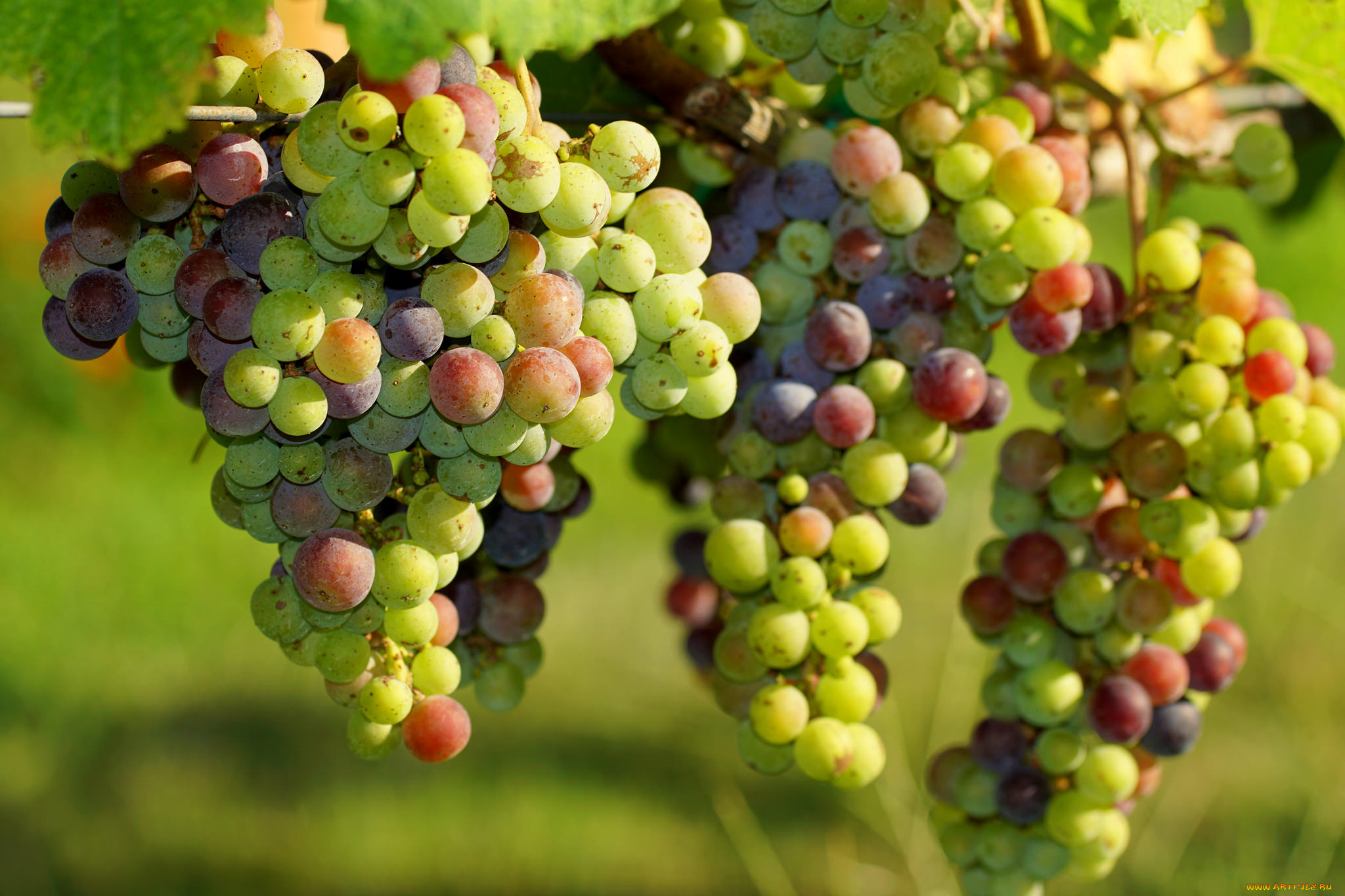 природа, Ягоды, , виноград, grapes, грозди, leaves, листва, виноградник, the, vineyard, виноград