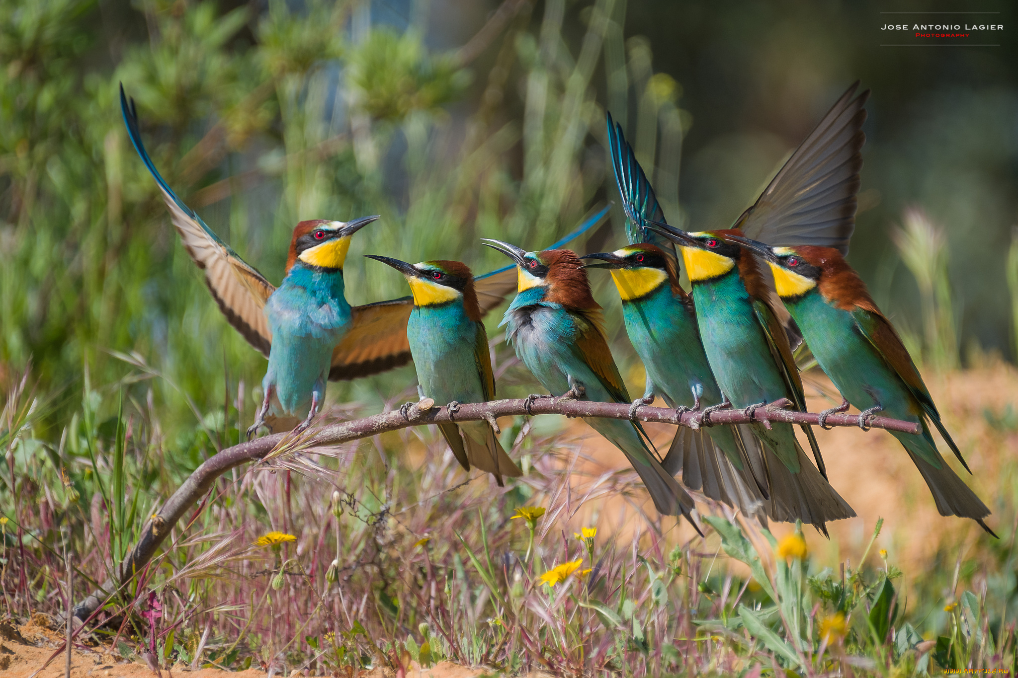 щурки, , пчелоеды, животные, клюв, перья, окрас, птица