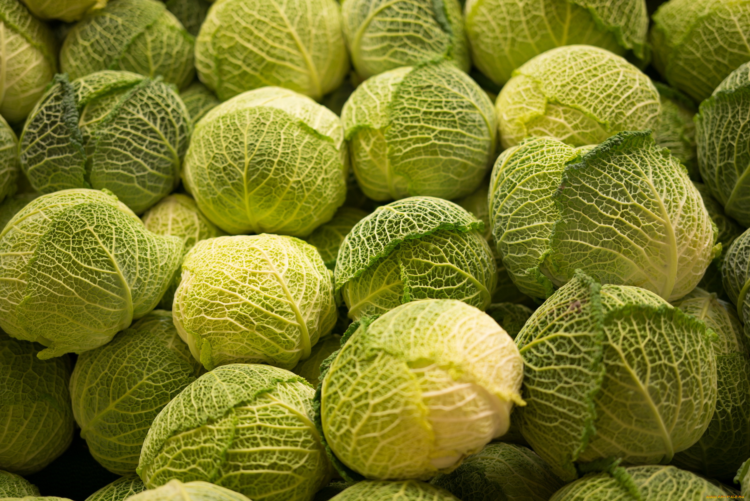 еда, капуста, и, её, разновидности, капуста, савойская, кочаны