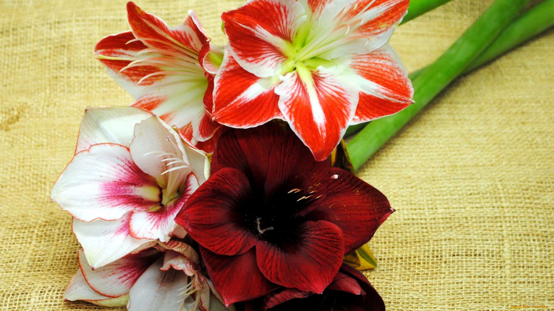 цветы, амариллисы, , гиппеаструмы, ассорти