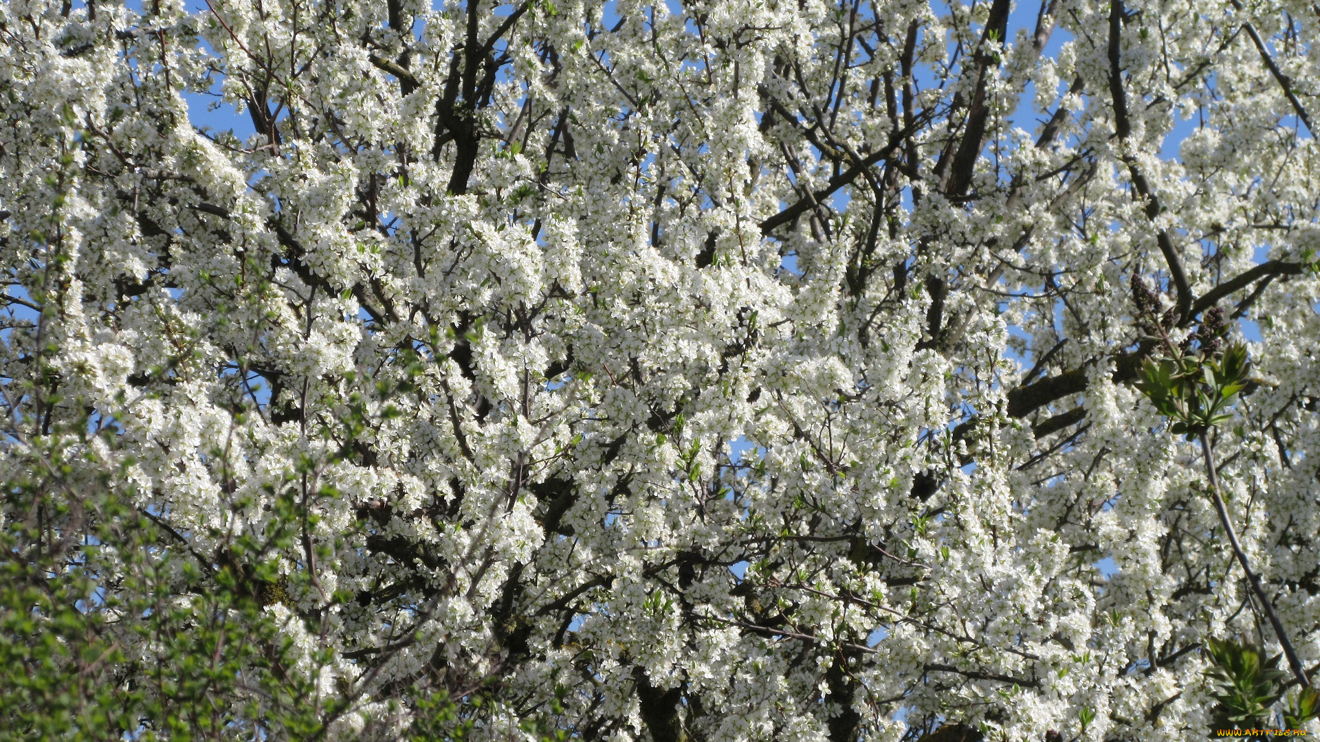цветы, цветущие, деревья, , , кустарники, весна, 2018