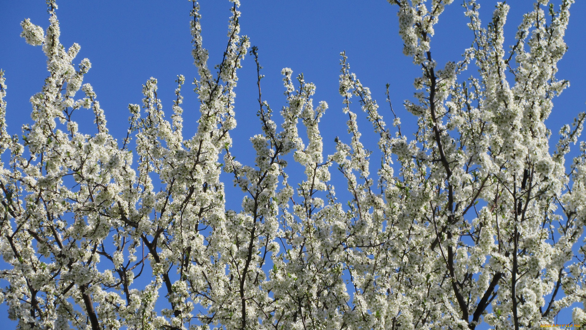 цветы, цветущие, деревья, , , кустарники, весна, 2018