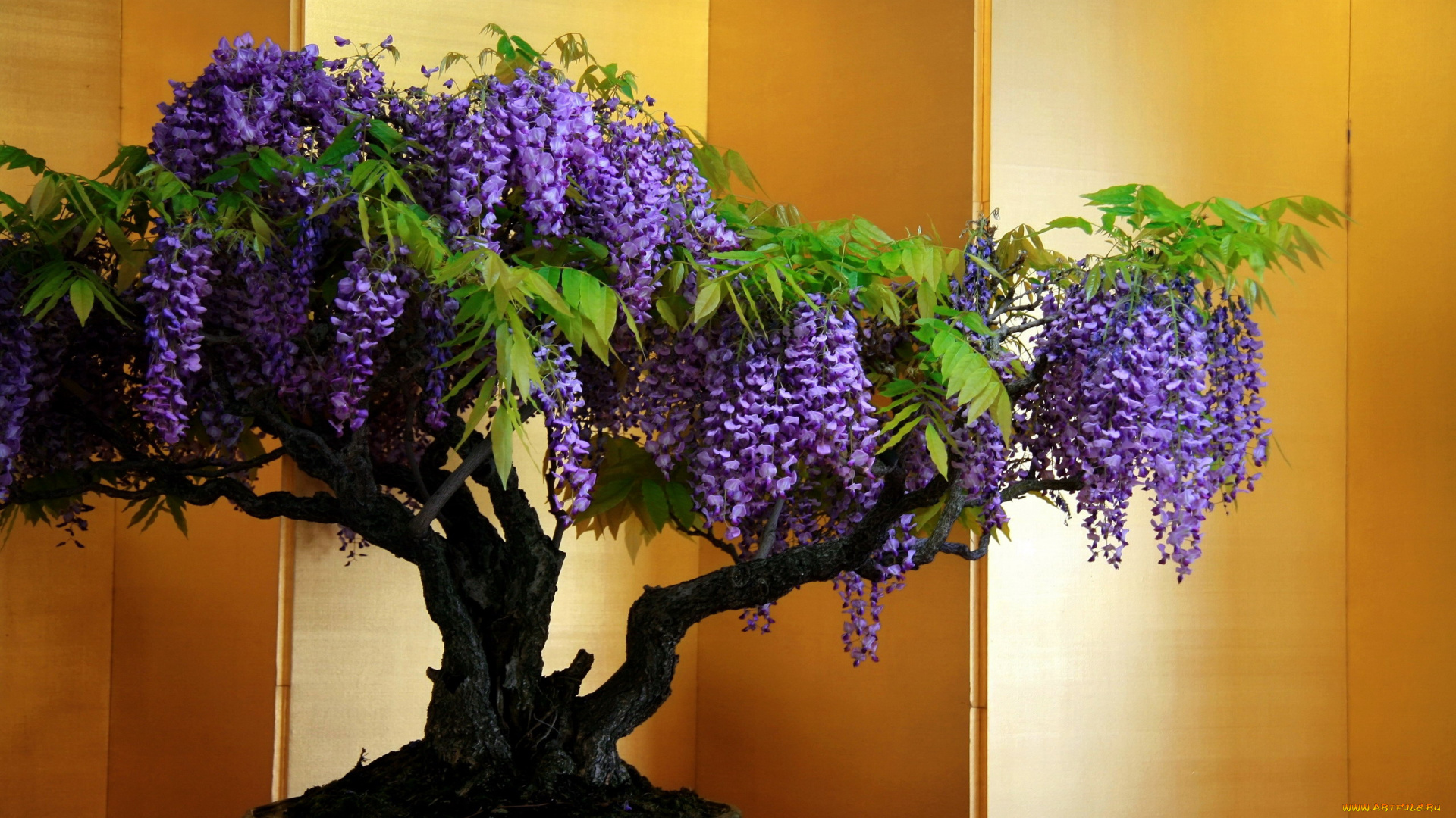 цветы, глициния, деревце