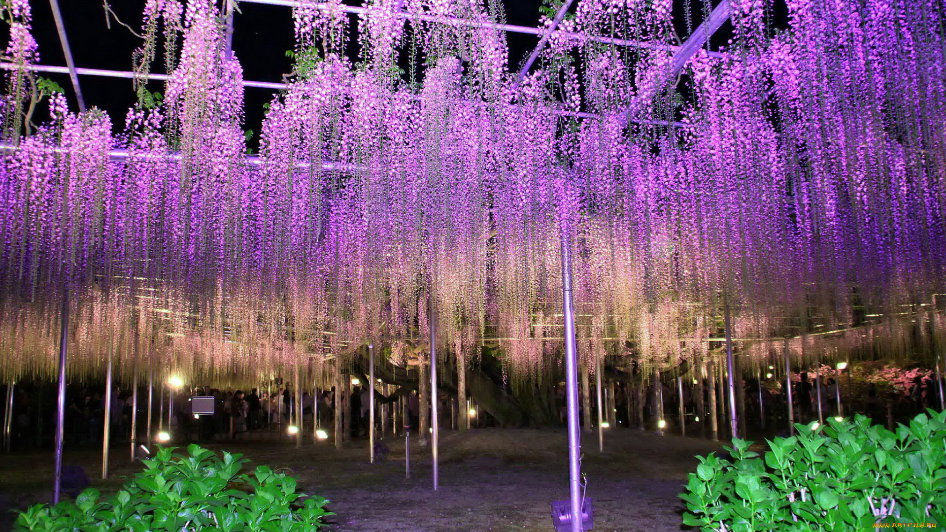 цветы, глициния, лиловый