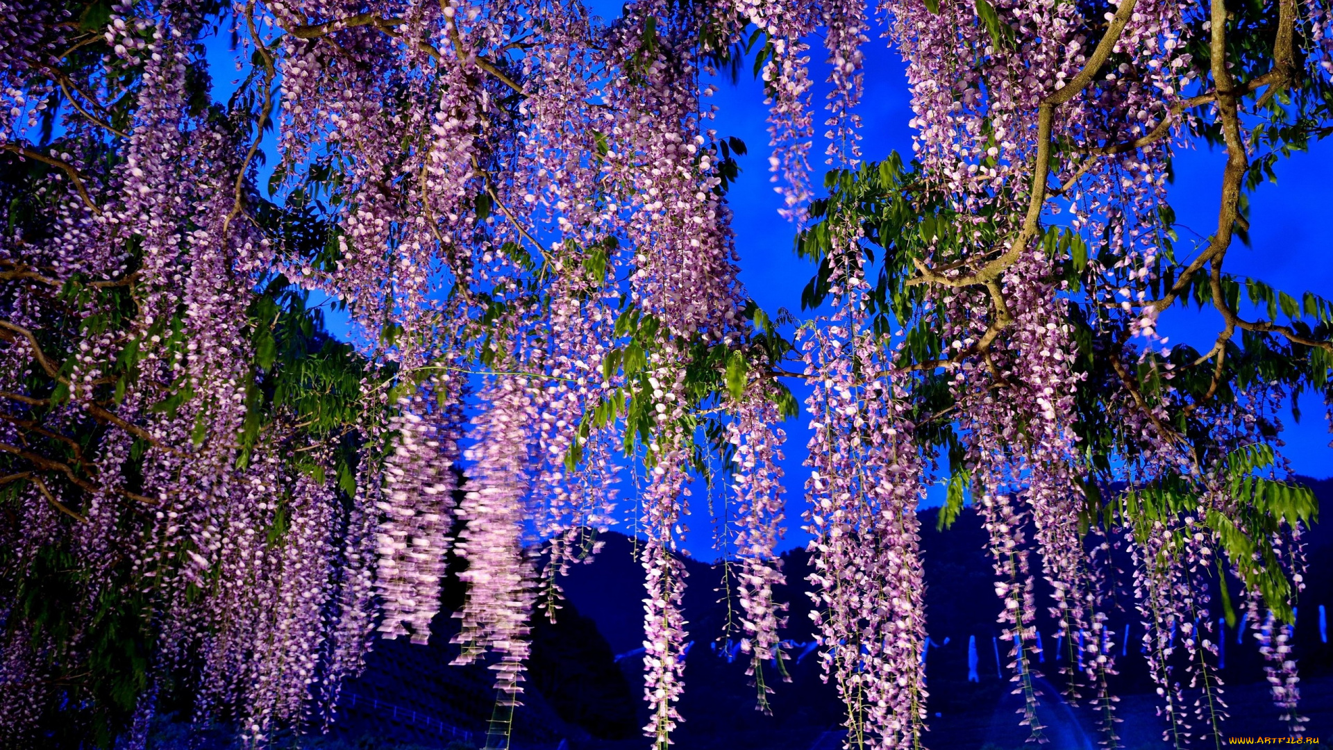 цветы, глициния, лиловый