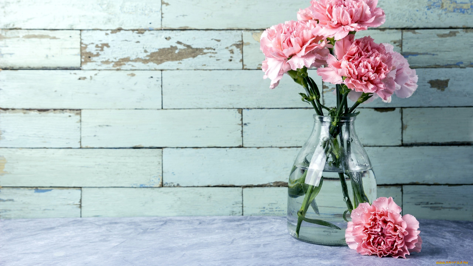 цветы, гвоздики, розовый