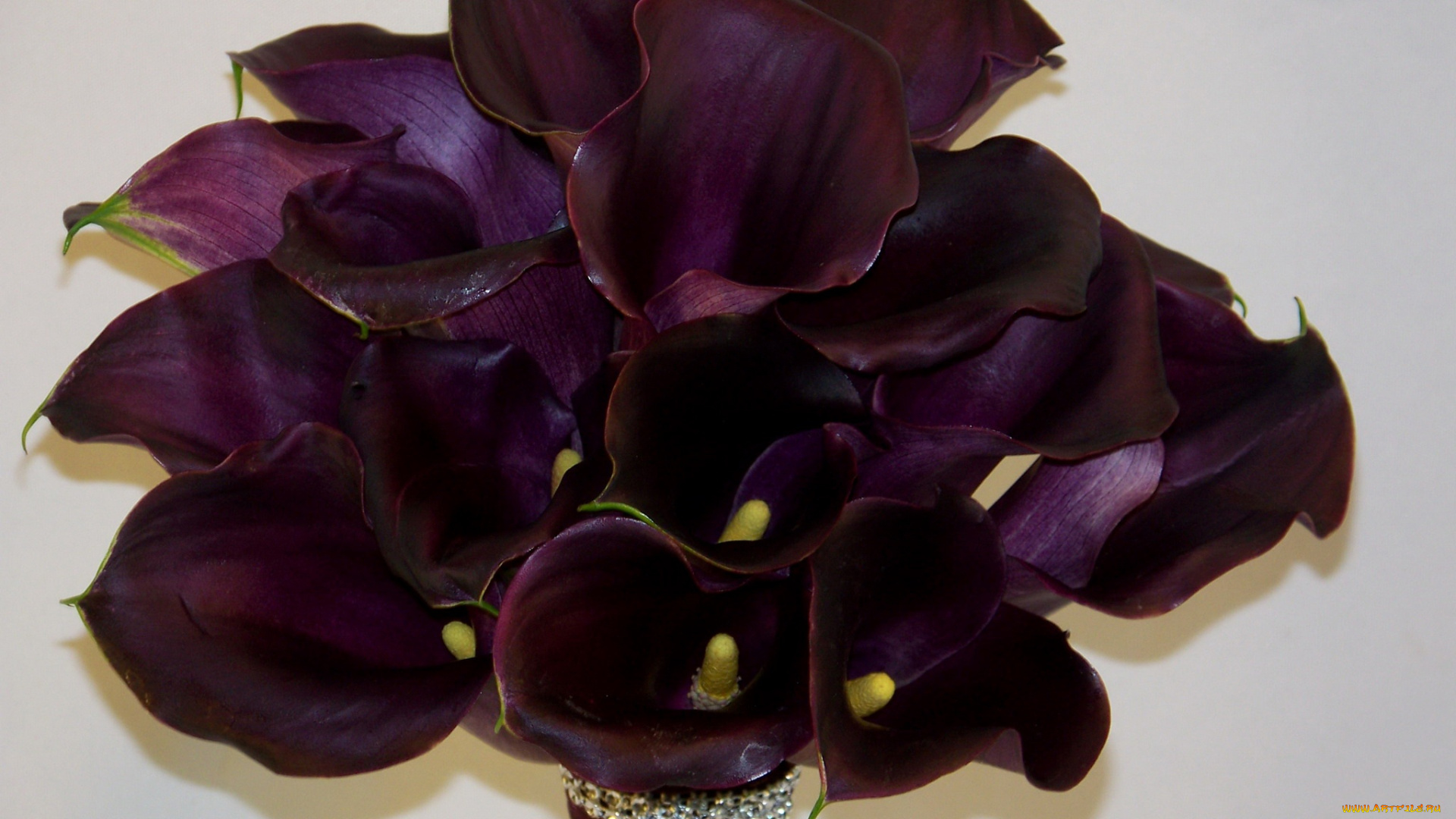 цветы, каллы, букет