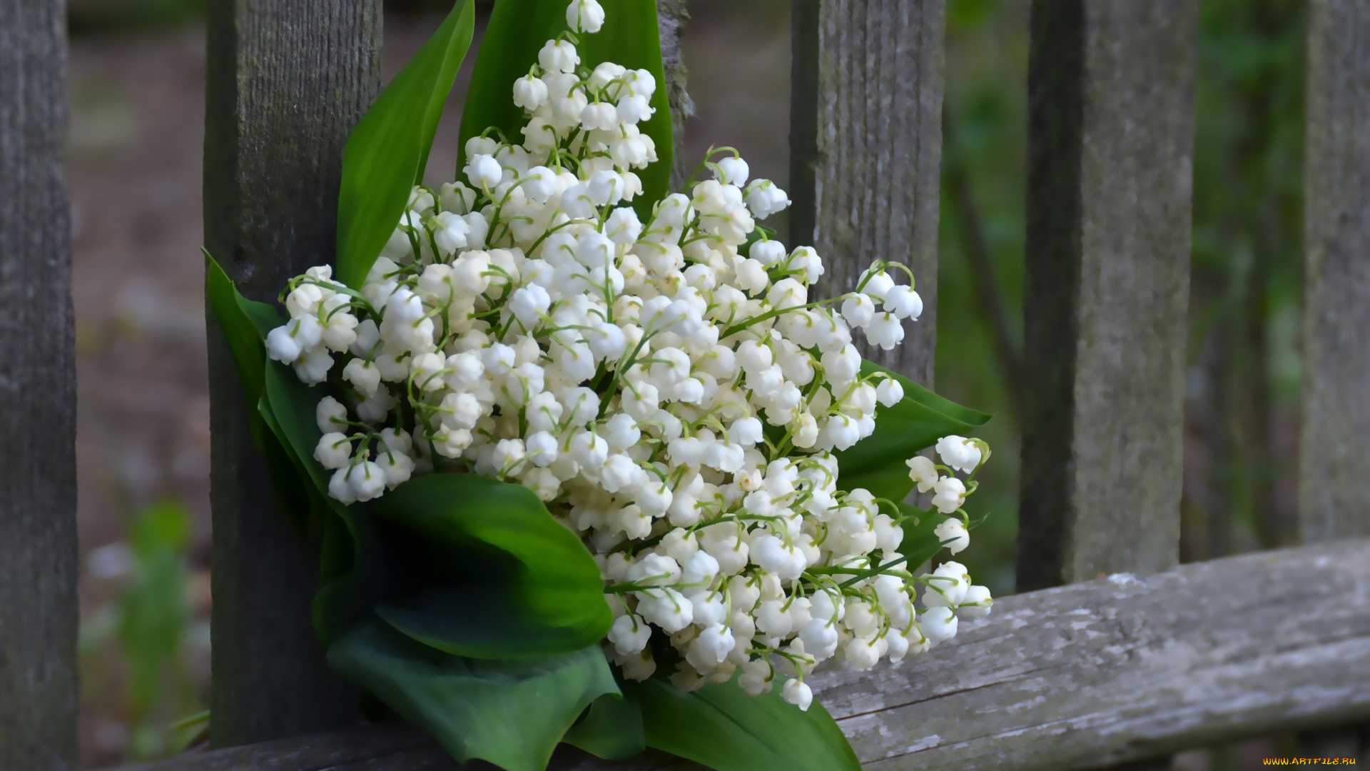 цветы, ландыши, красота, букет, лесные