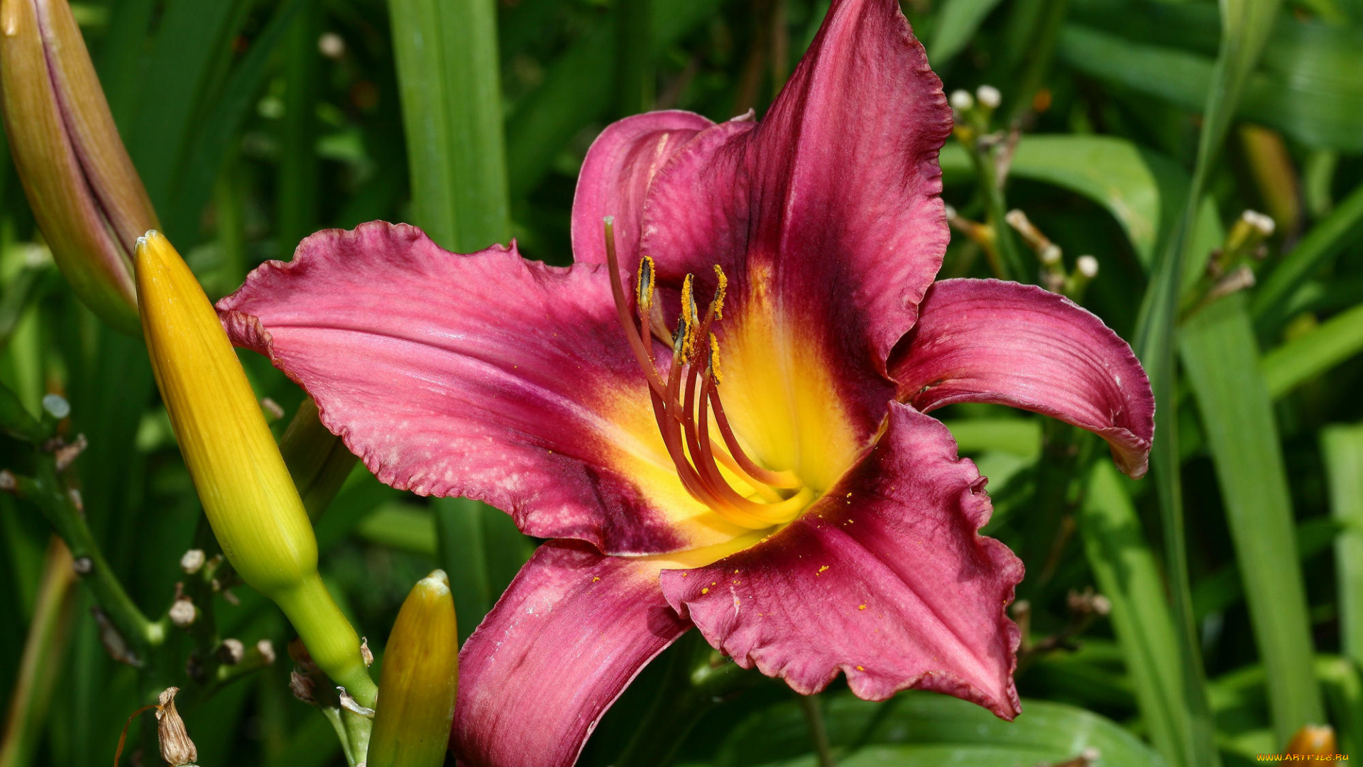 цветы, лилии, , лилейники, бордовая, лилия