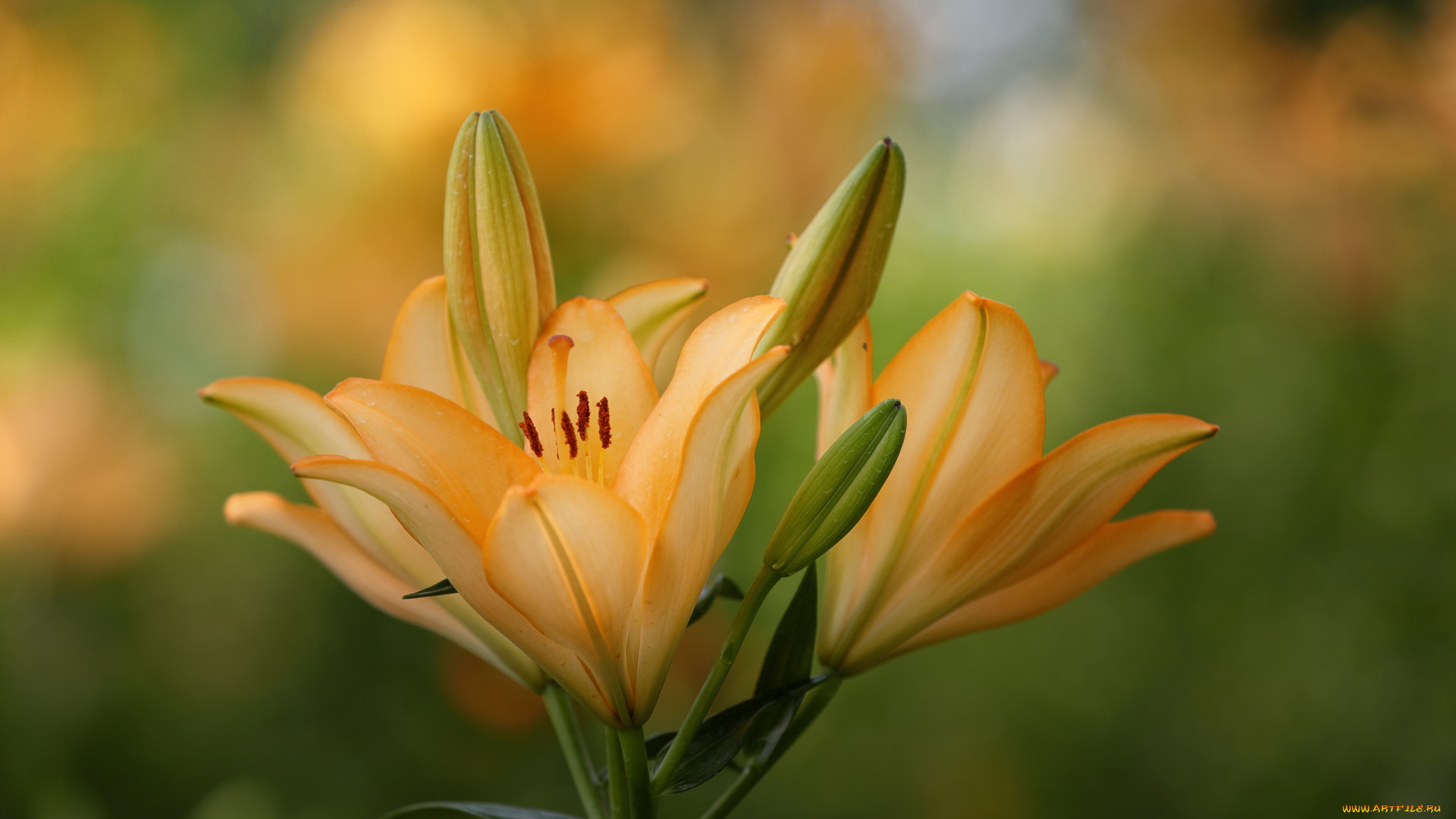 цветы, лилии, , лилейники, бутоны, оранжевый