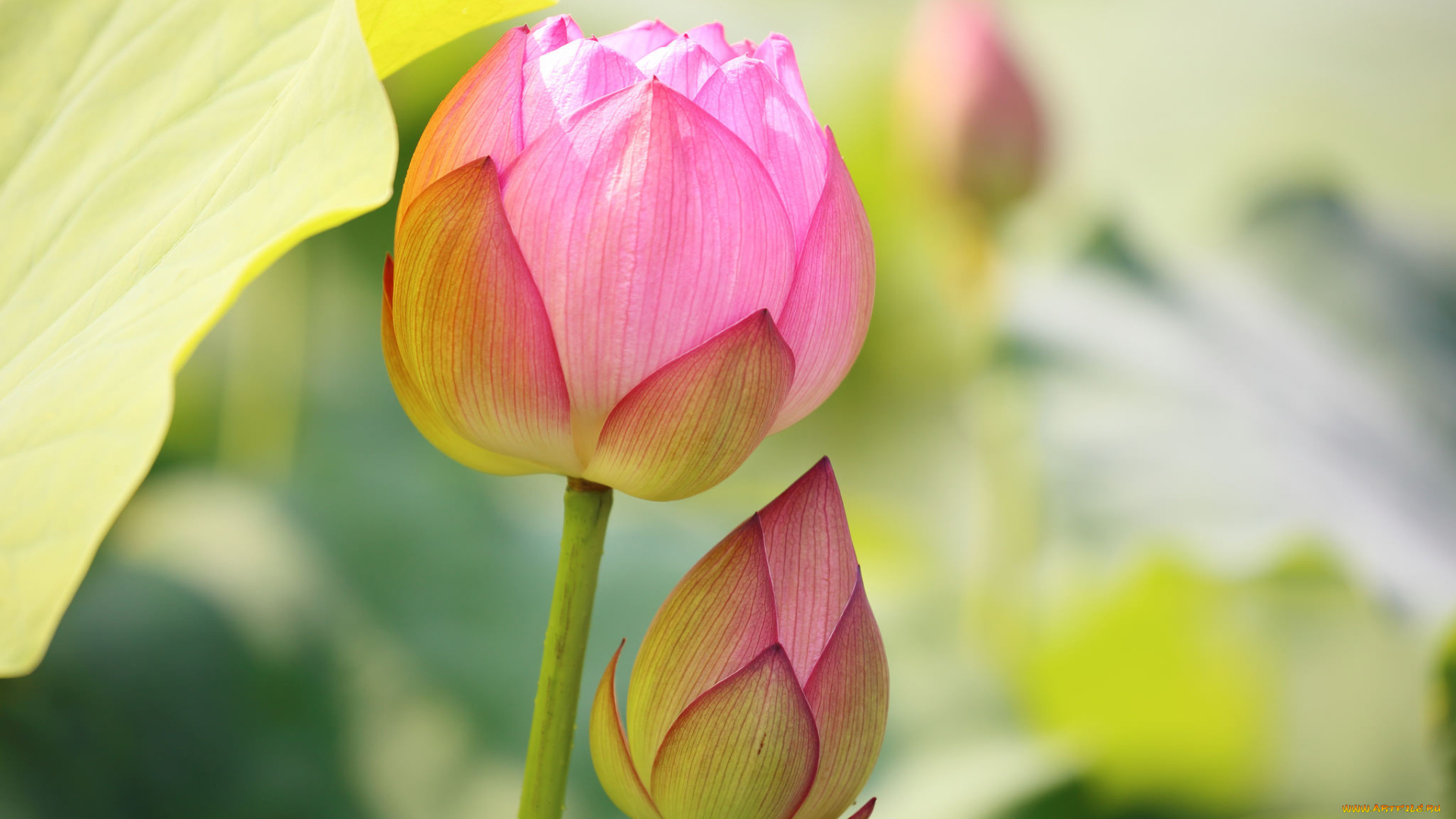 цветы, лотосы, цветок, лотос, цветение, бутон