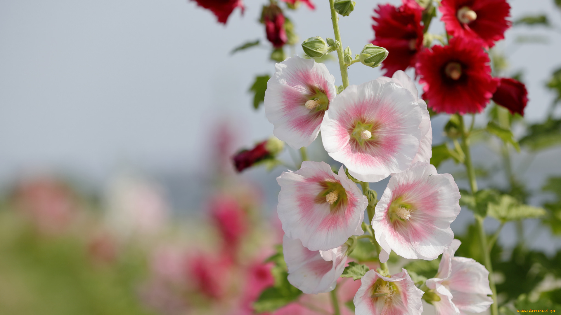 цветы, мальвы, мальва, цветение, капли, листья