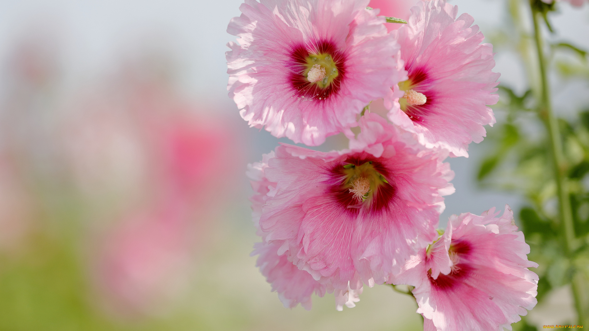 цветы, мальвы, мальва, цветение, листья