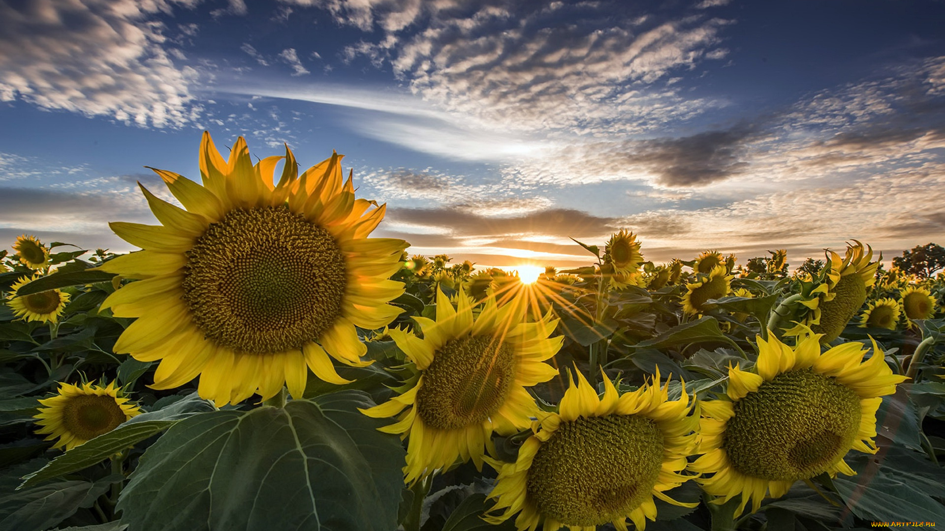 цветы, подсолнухи, лето, природа