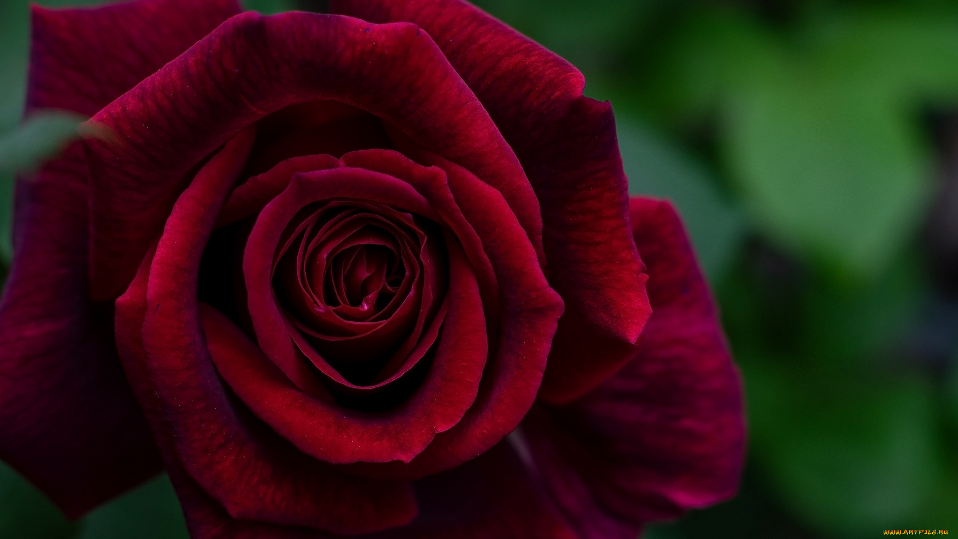 цветы, розы, бордо