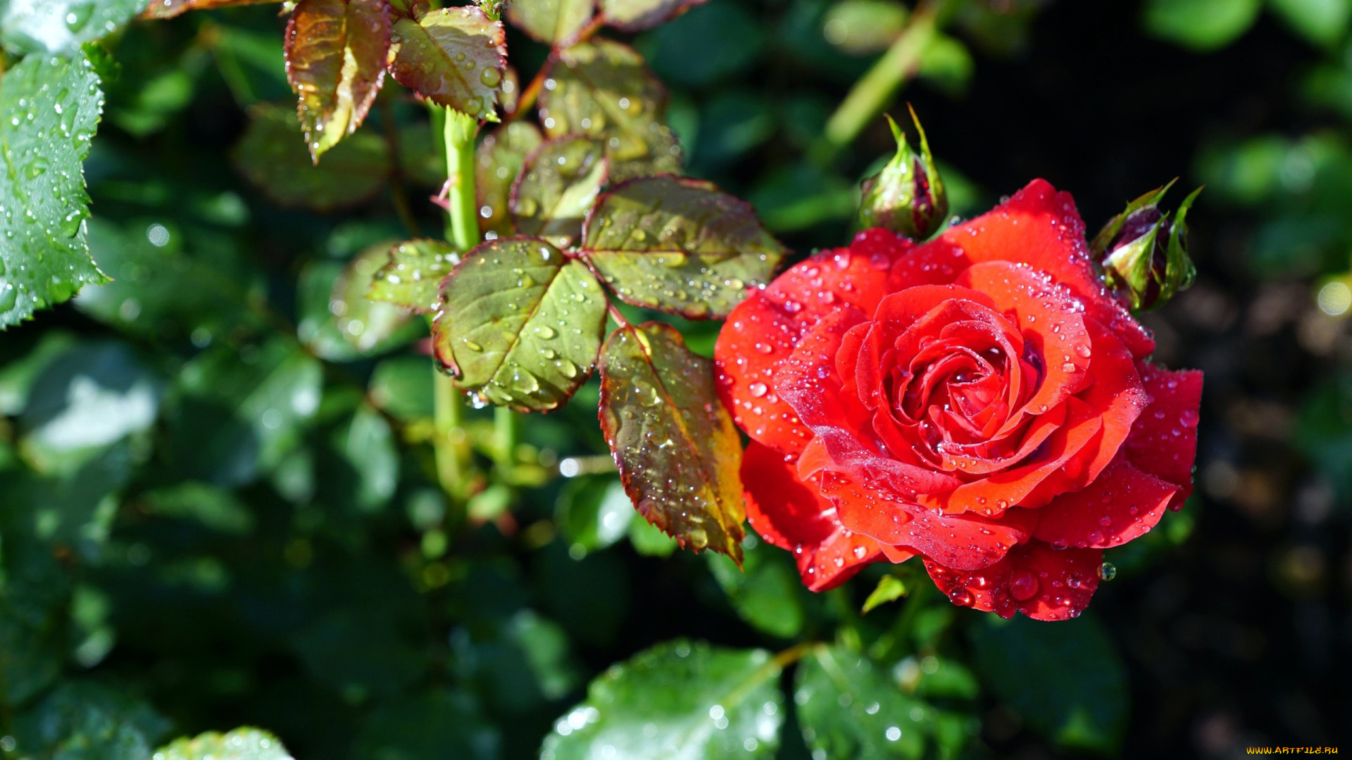 цветы, розы, капли