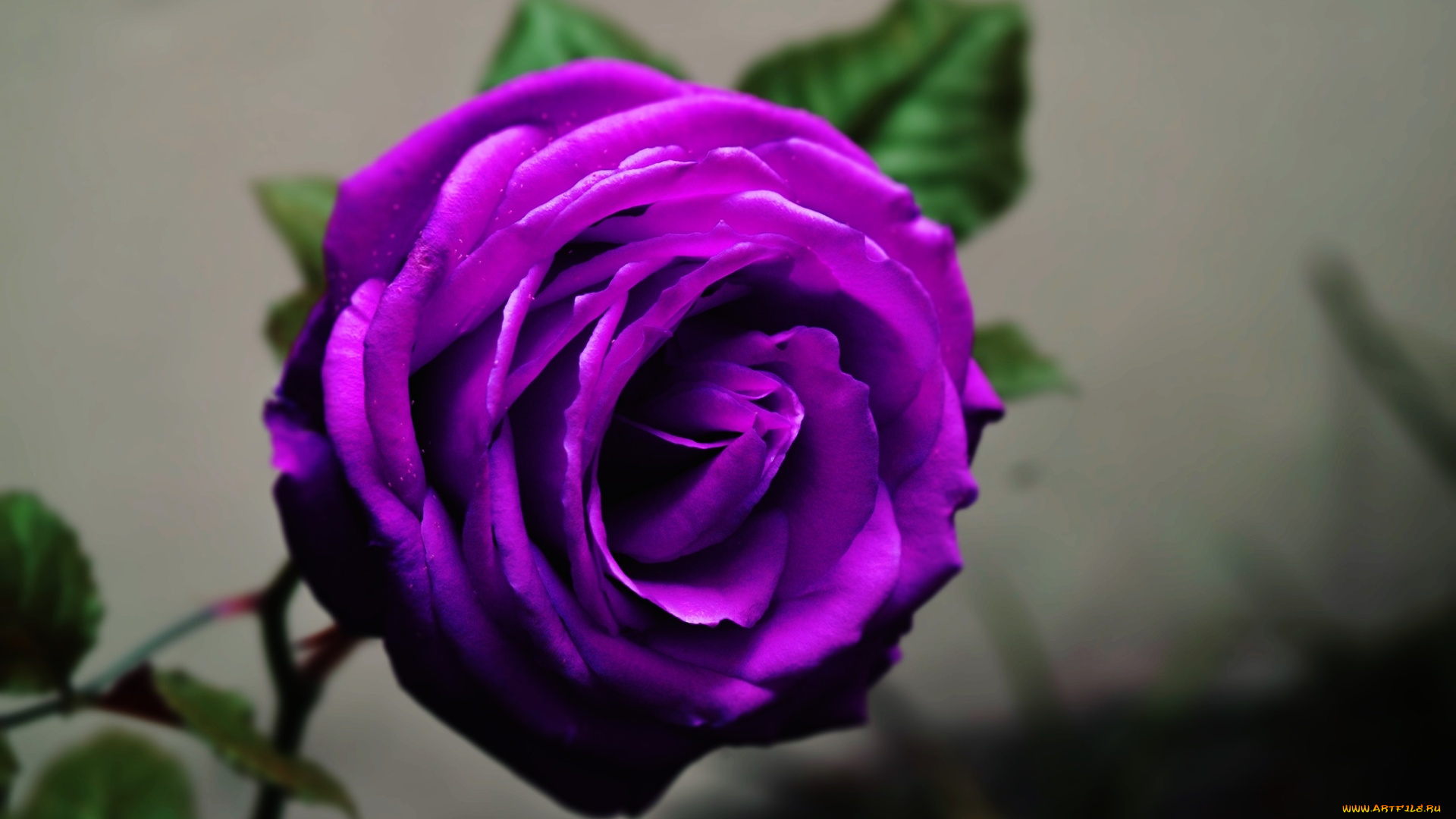 цветы, розы, лиловый