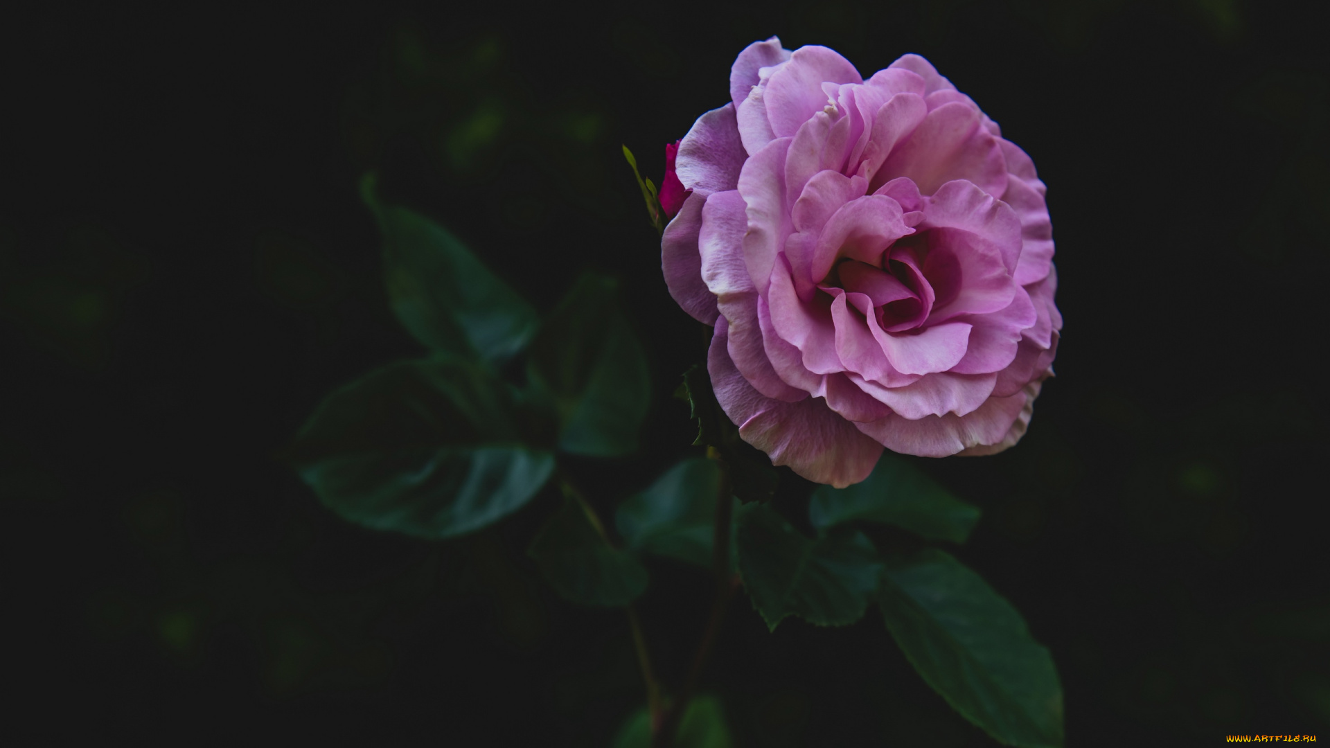 цветы, розы, лиловый