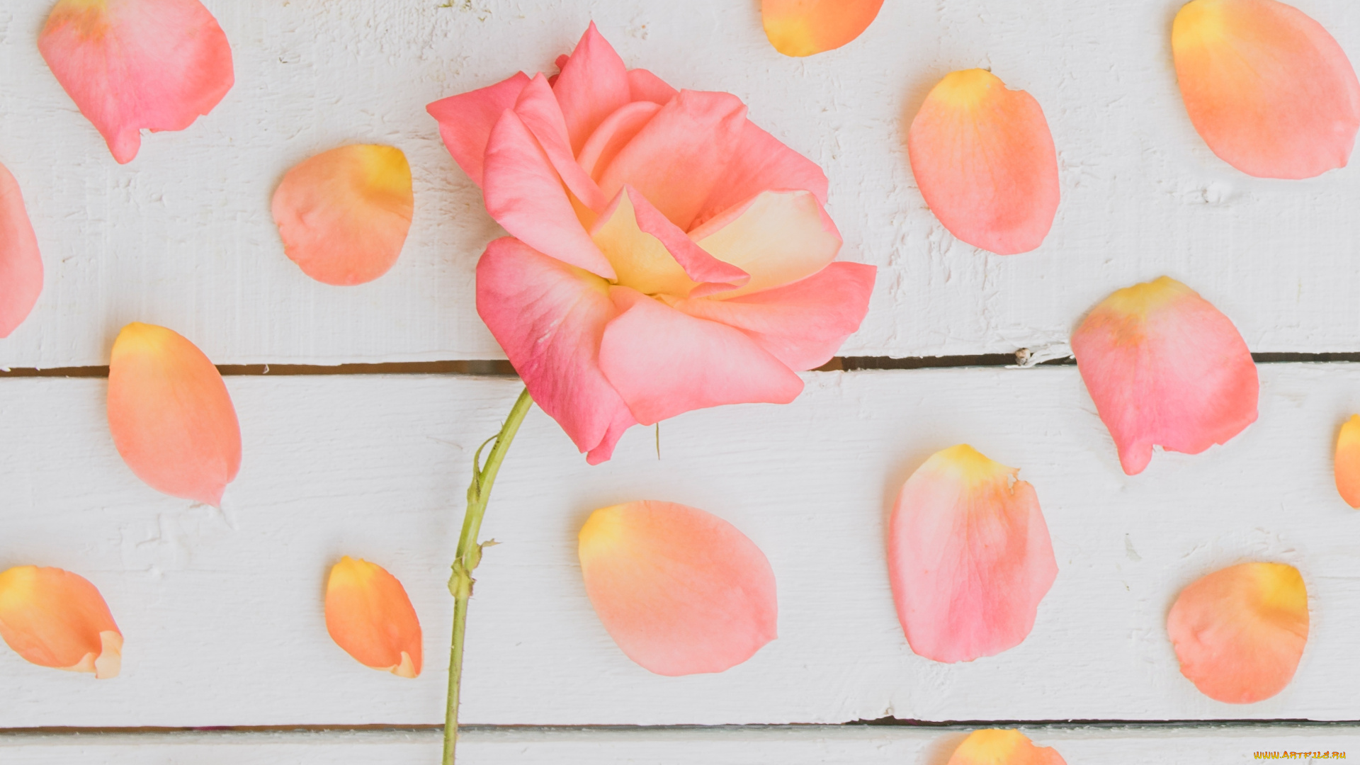 цветы, розы, роза