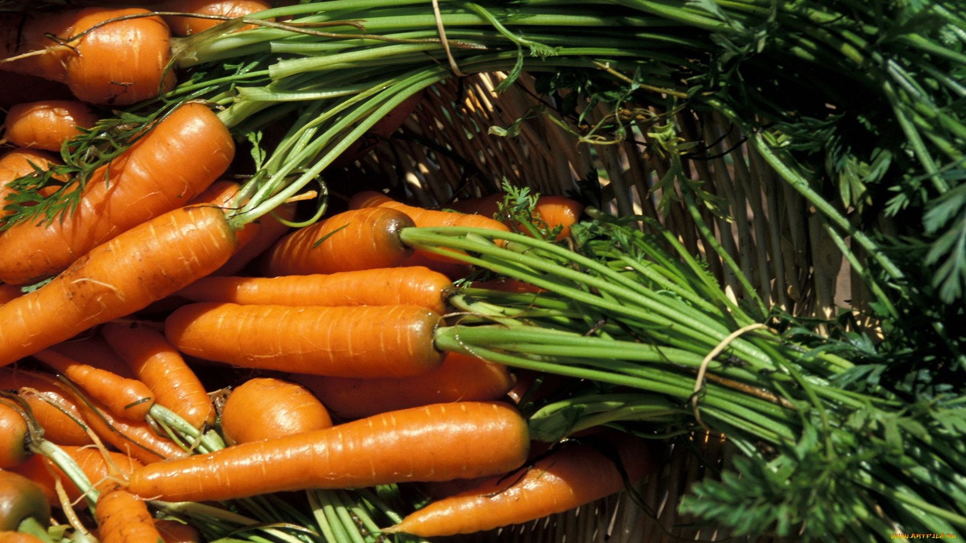 еда, морковь, корнеплоды
