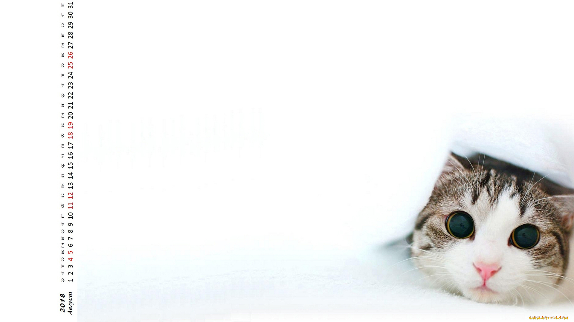 календари, животные, морда, взгляд, кошка